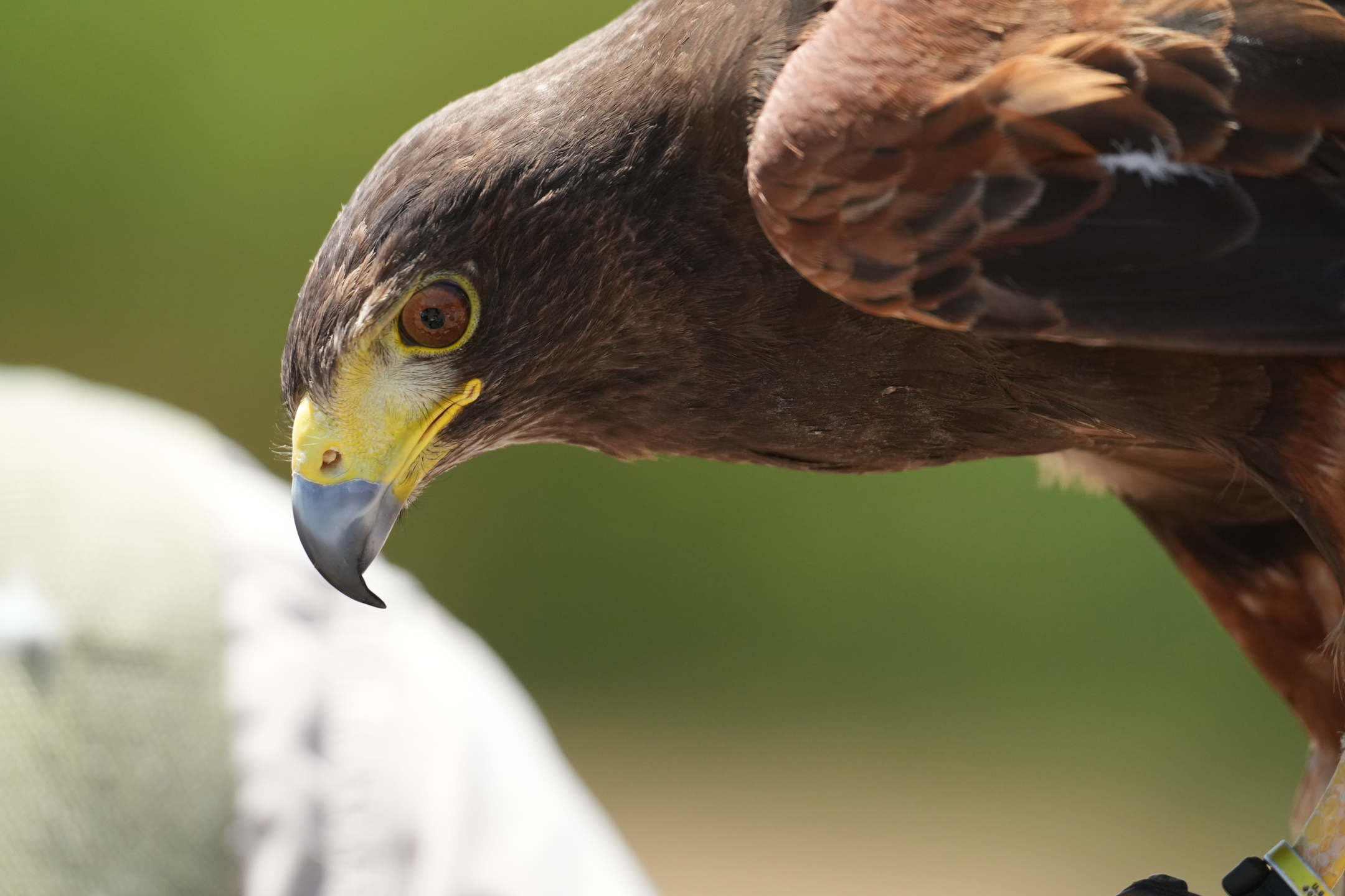 Harris’s Hawk