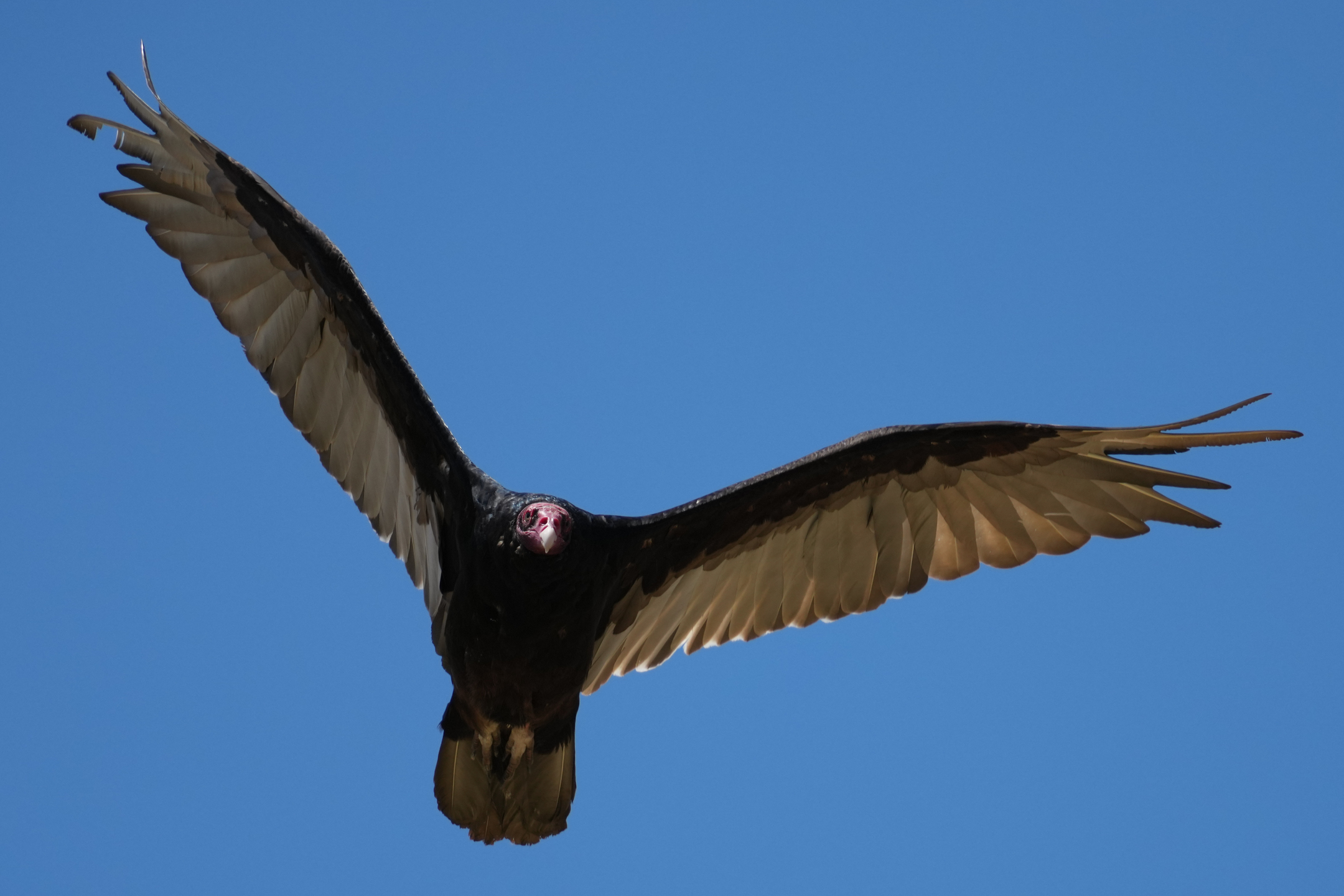 Turkey Vulture