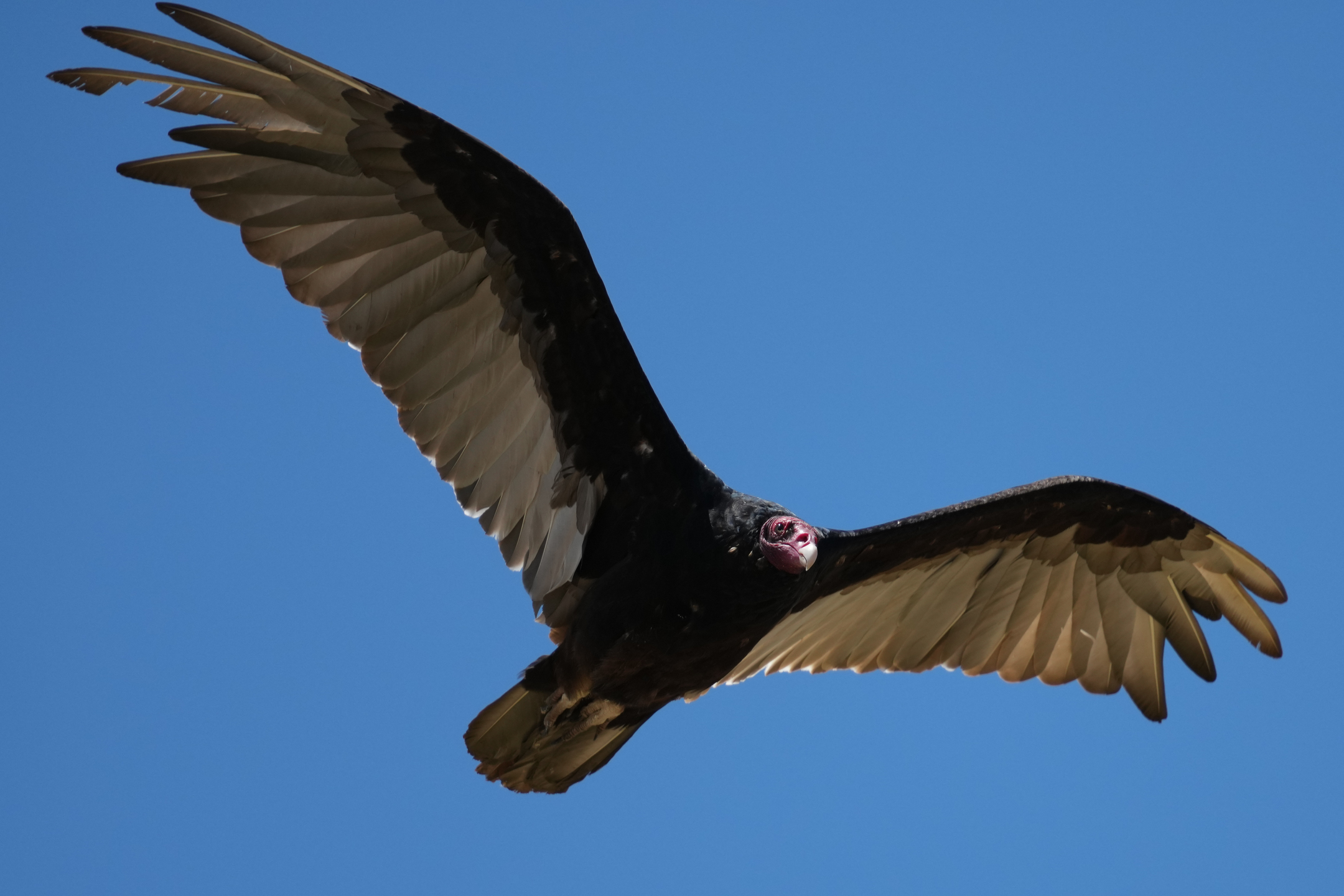 Turkey Vulture