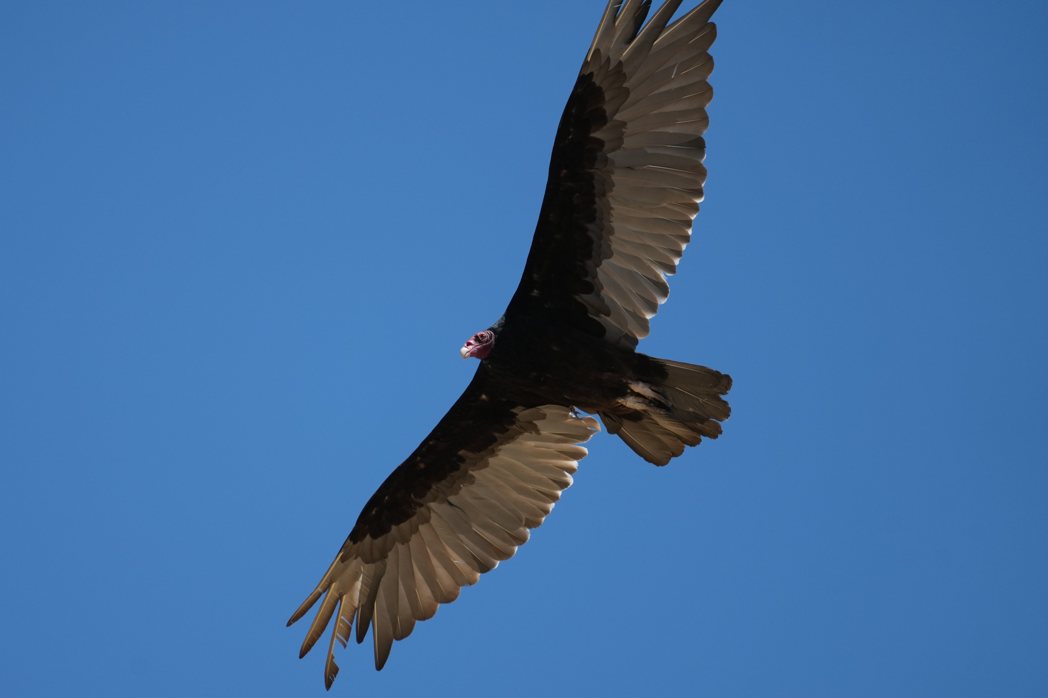 Turkey Vulture