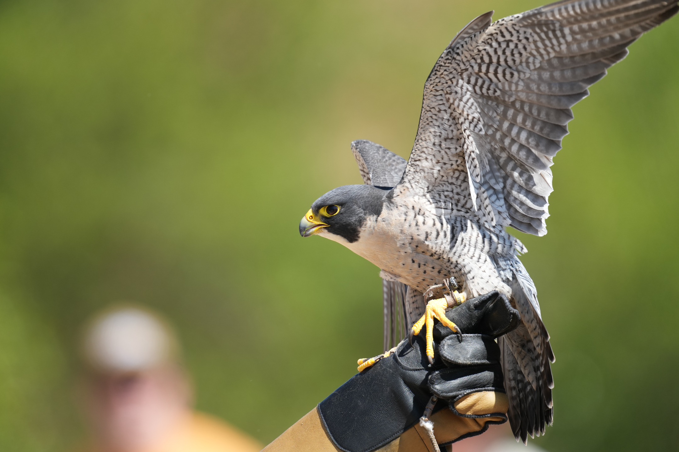 Peregrine Falcon