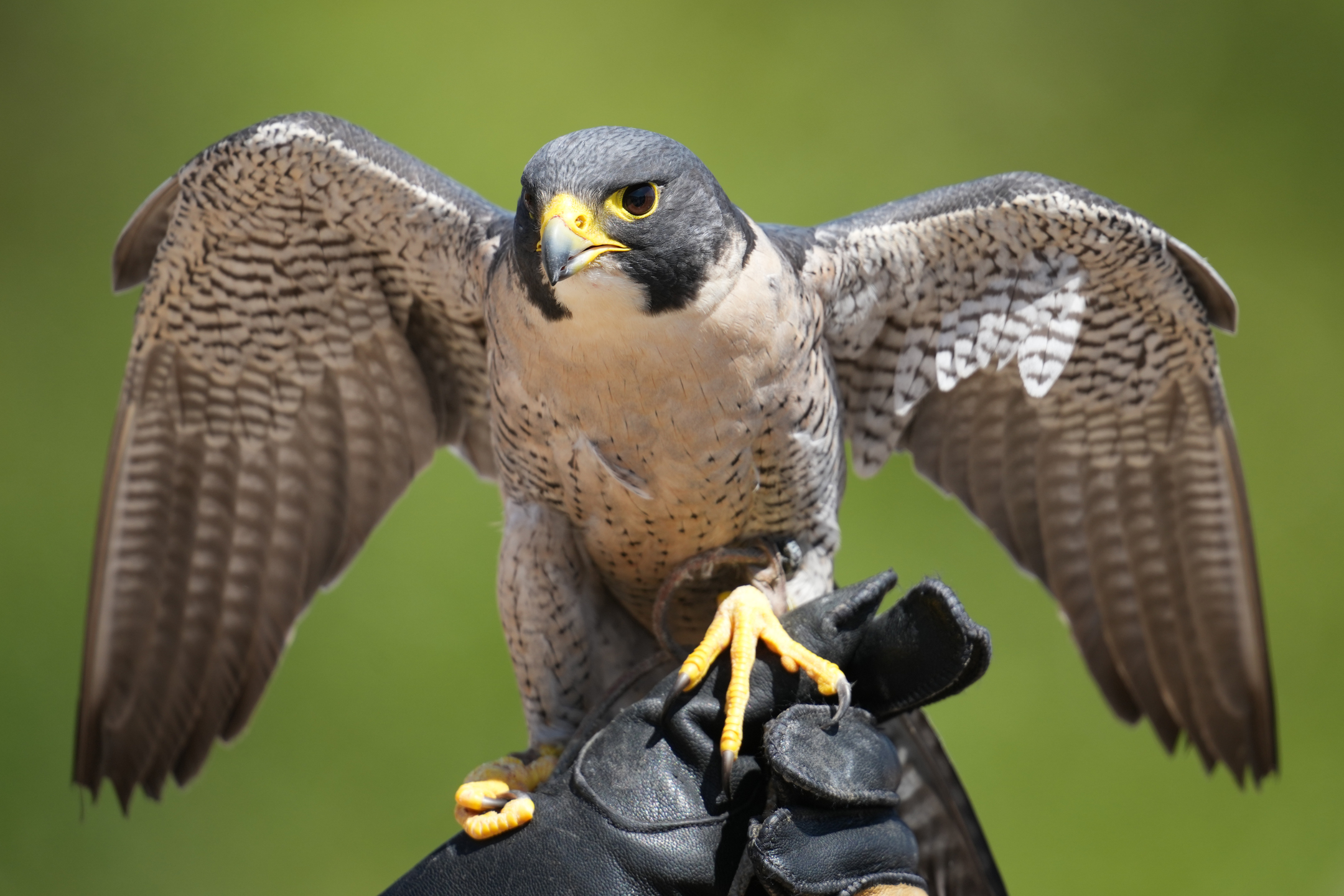 Peregrine Falcon