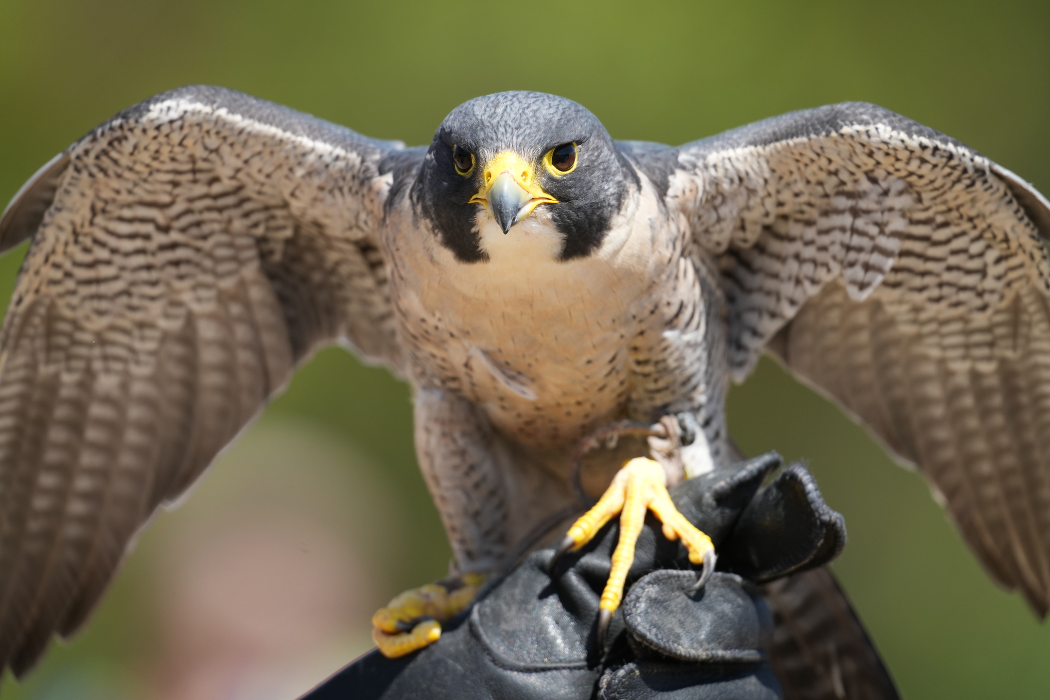 Peregrine Falcon