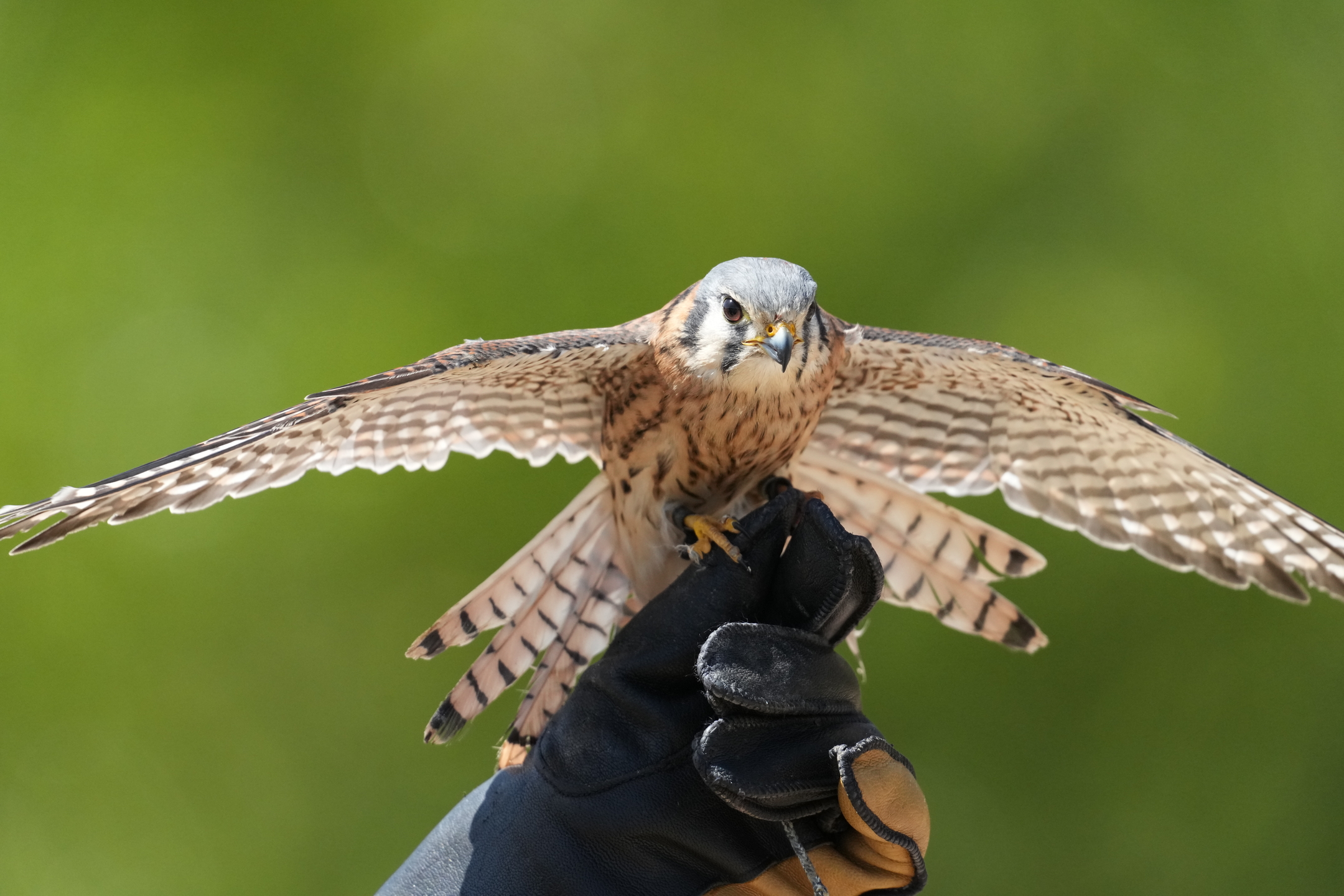American Kestrel