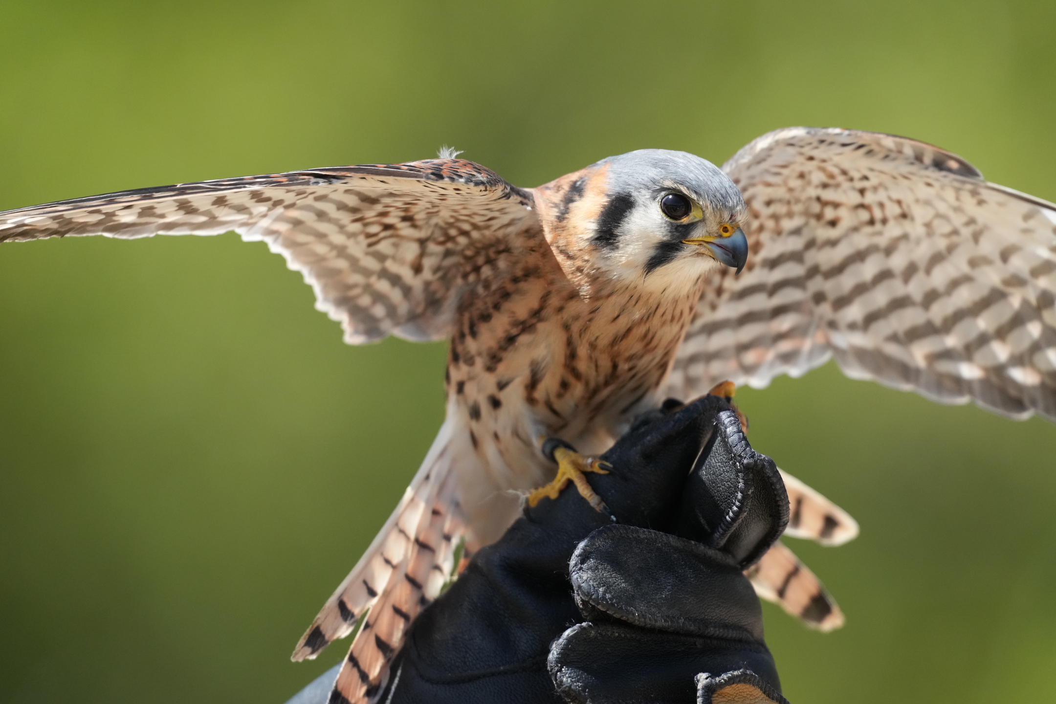 American Kestrel