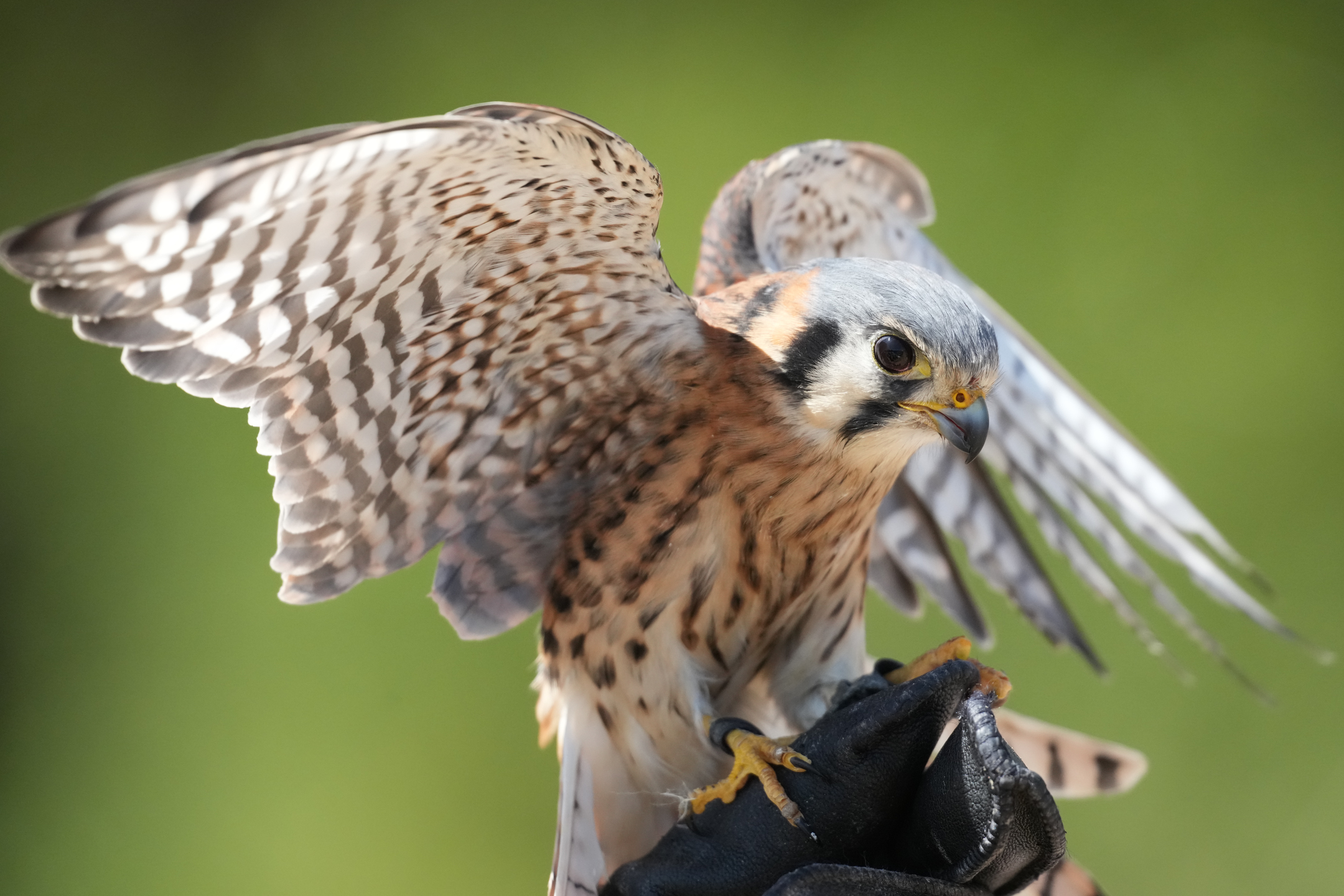American Kestrel