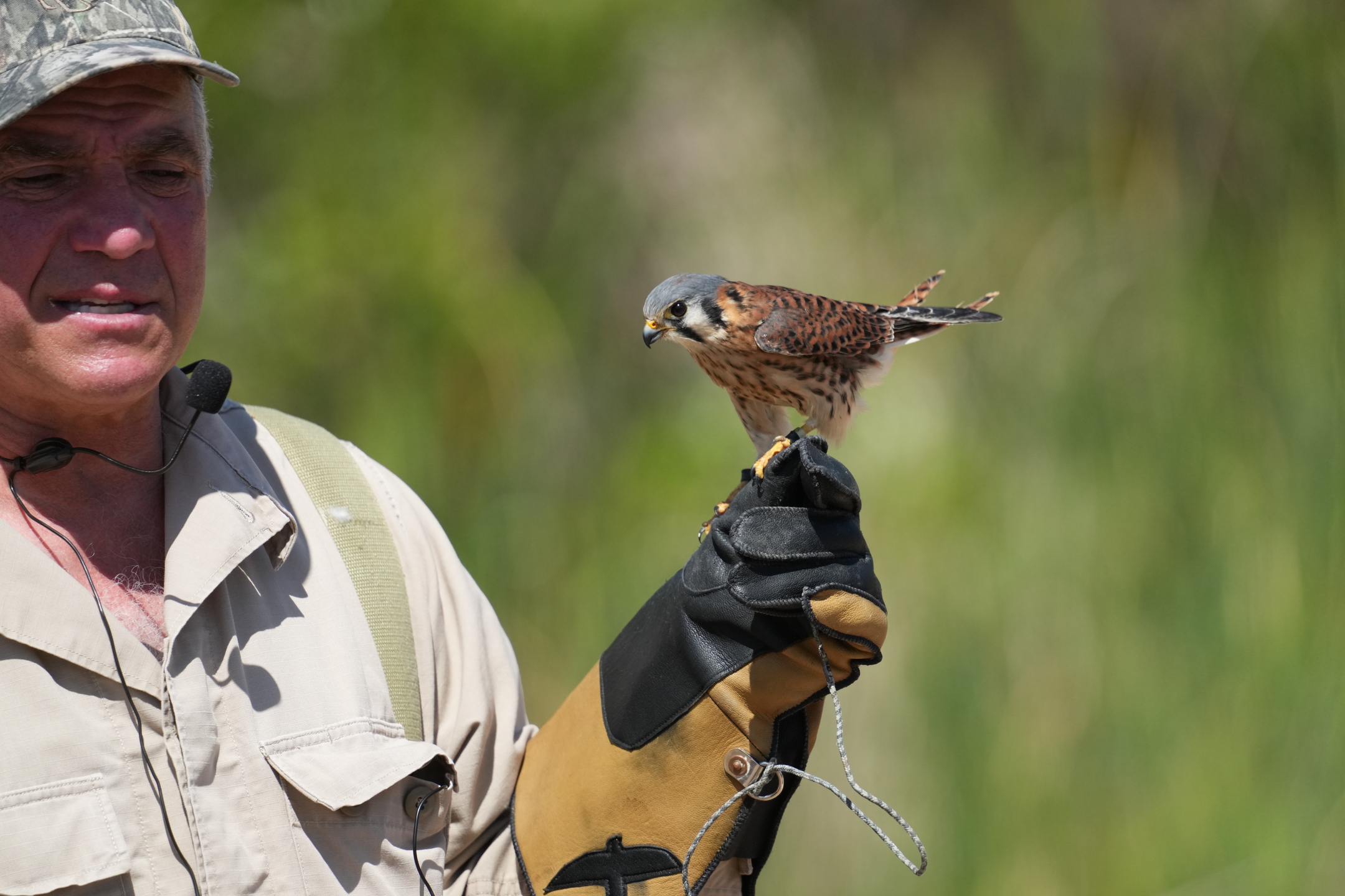 American Kestrel