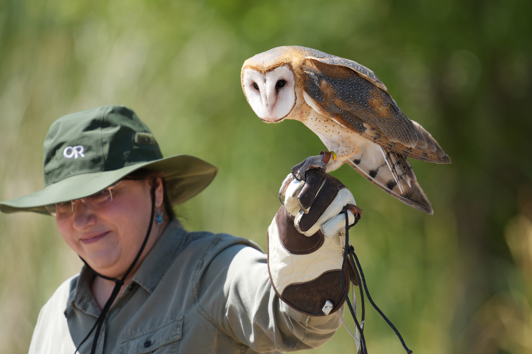 Barn Owl