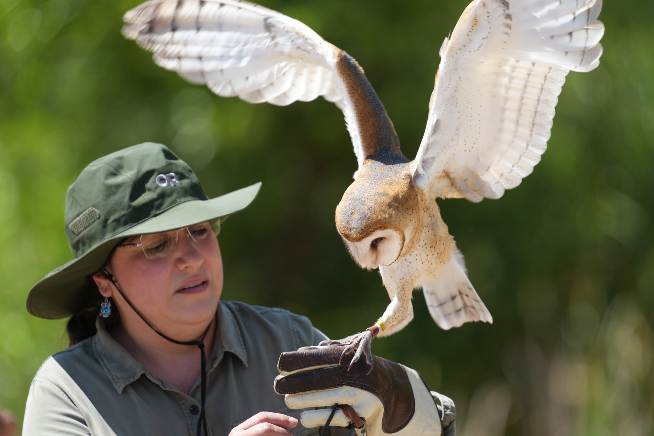 Barn Owl
