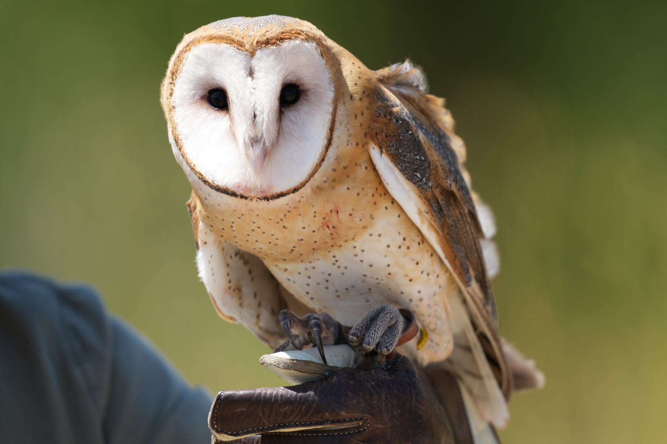 Barn Owl