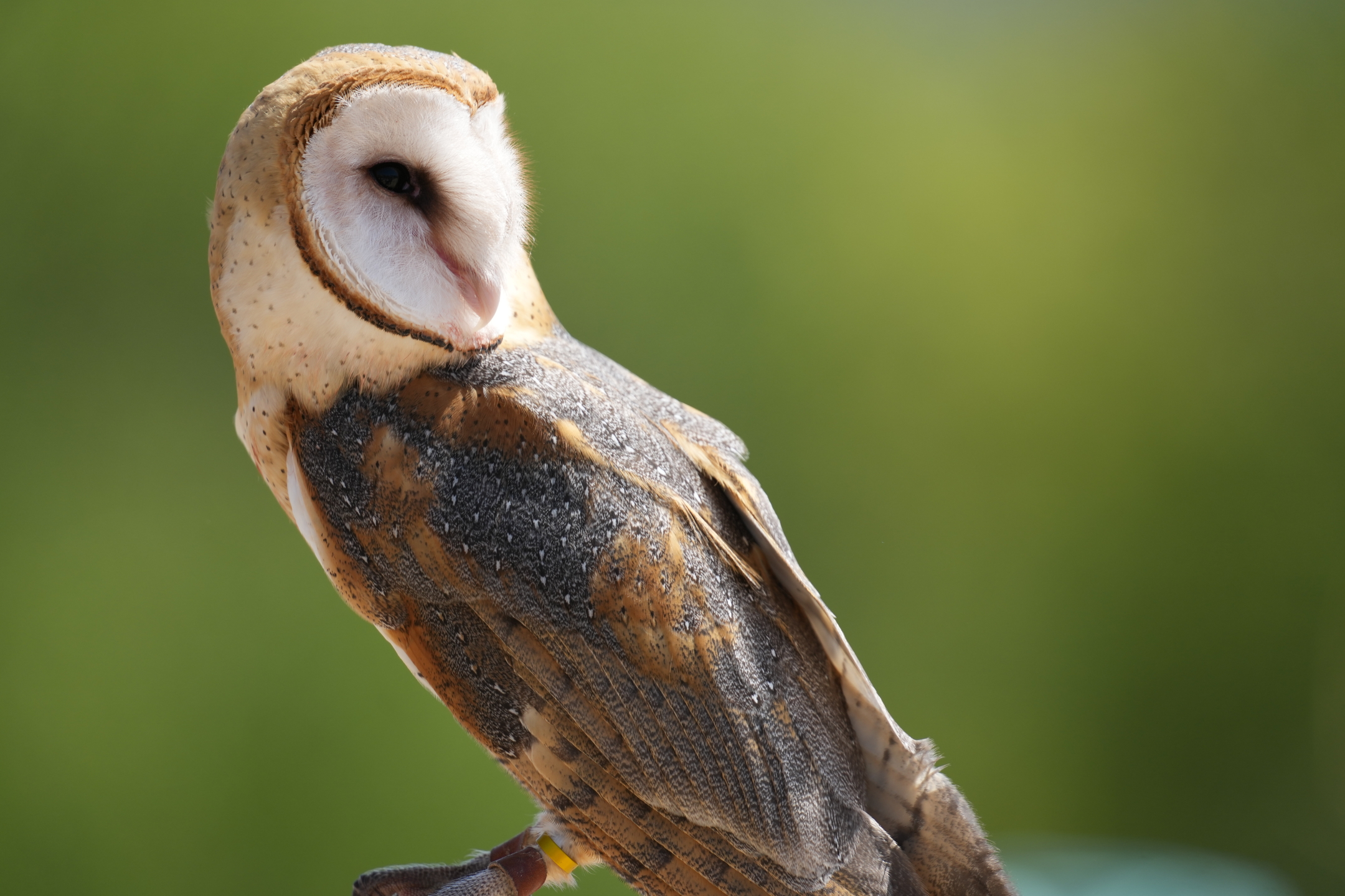 Barn Owl
