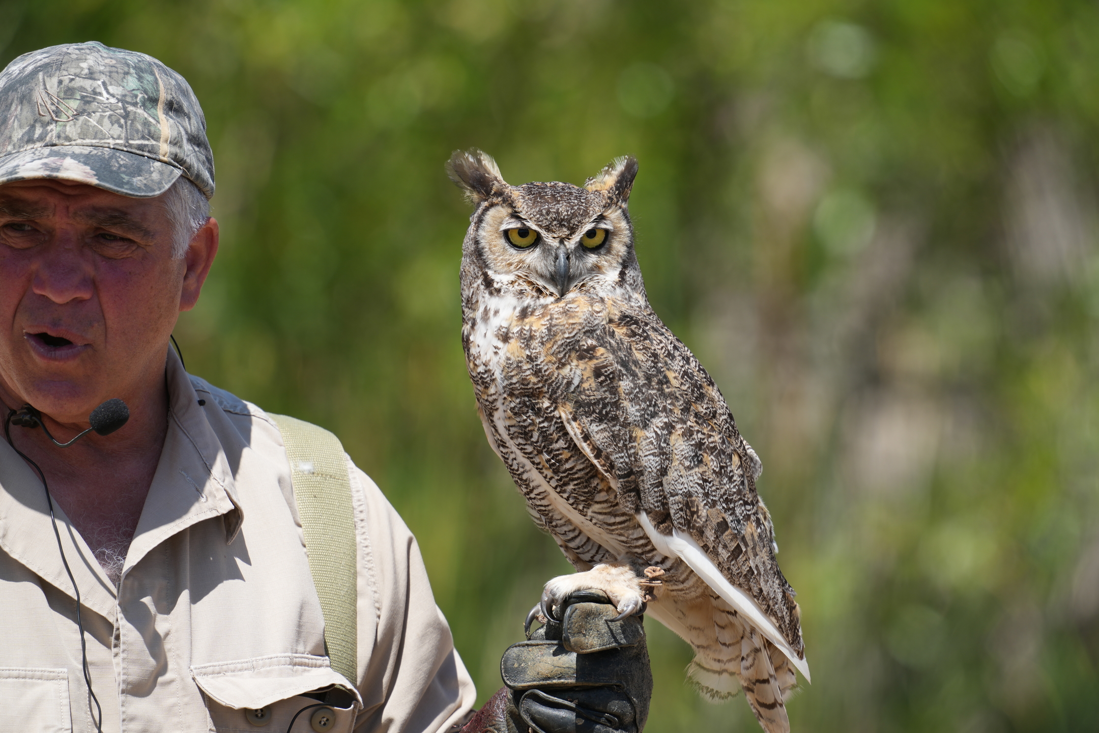 Great Horned Owl