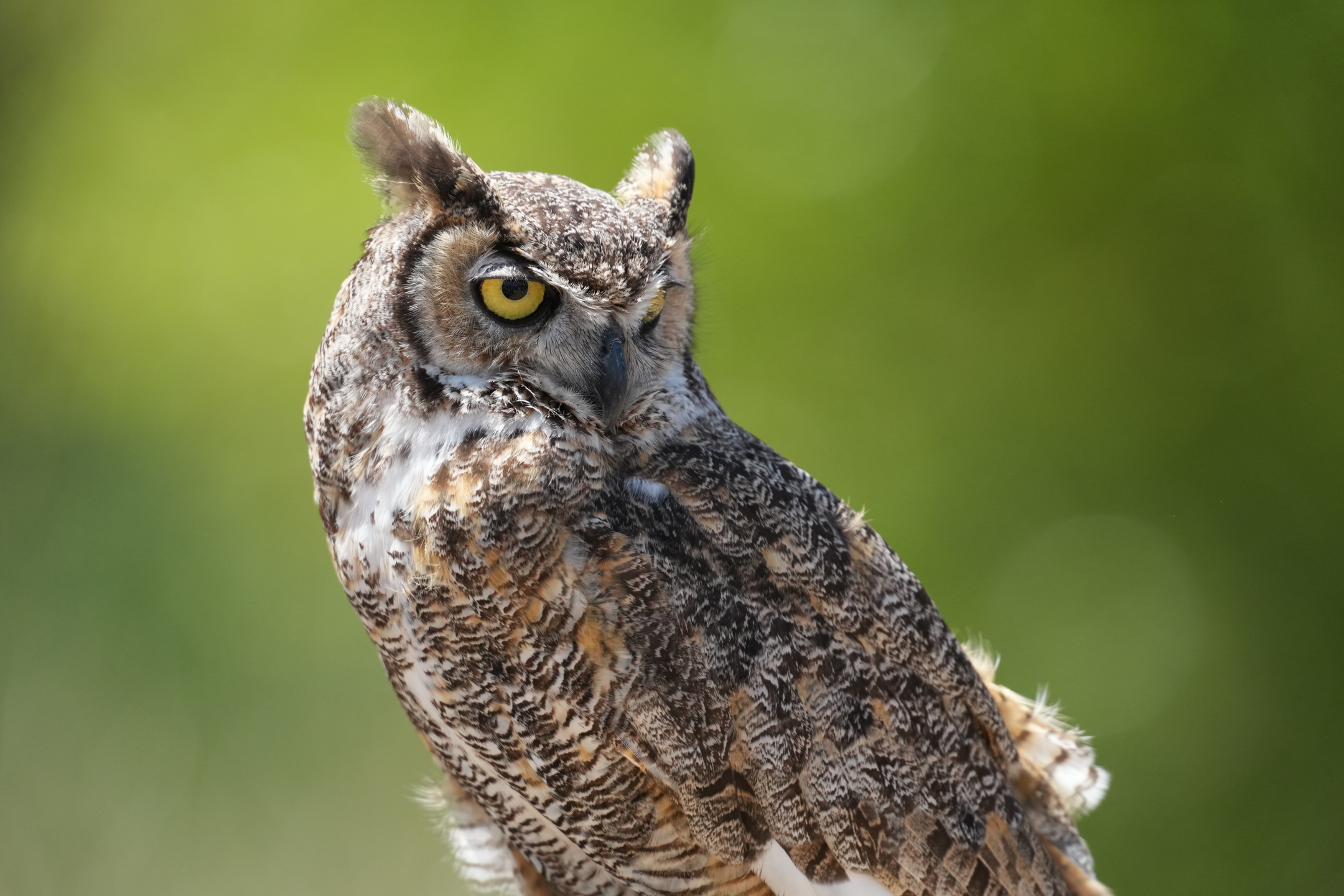 Great Horned Owl