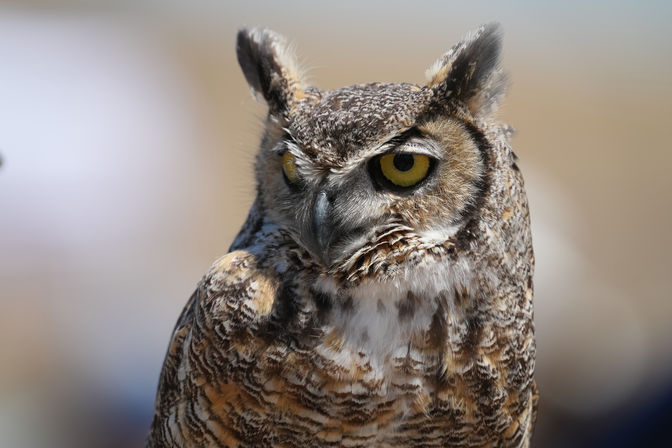 Great Horned Owl