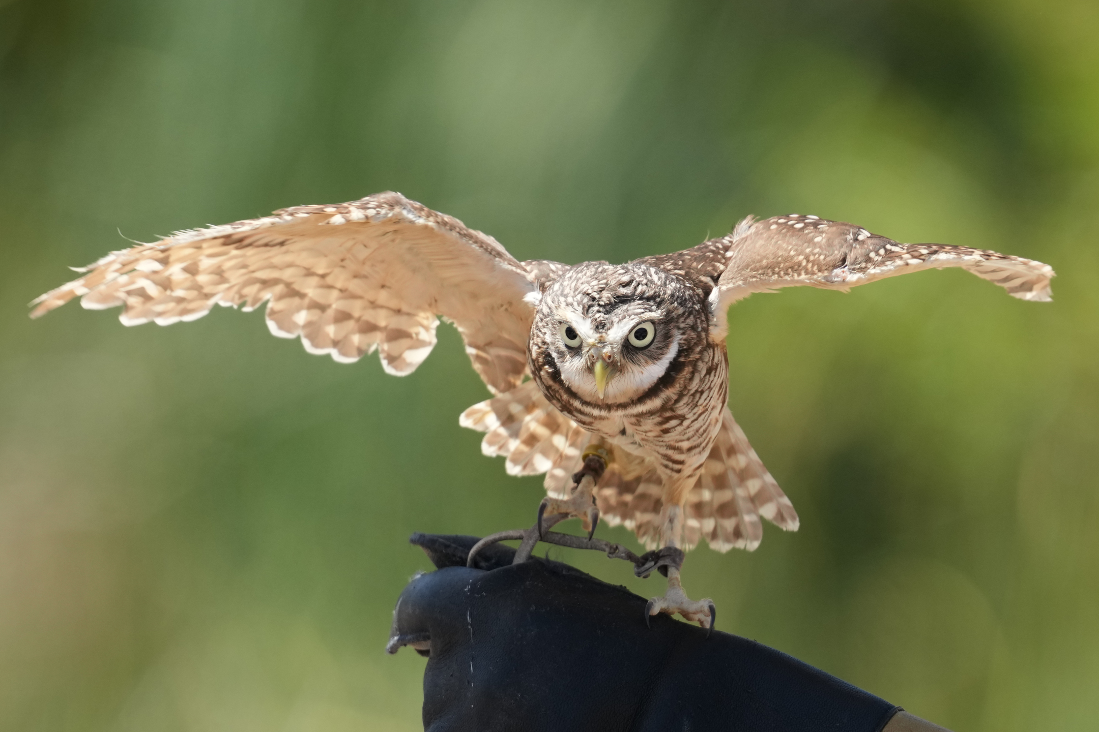Burrowing Owl