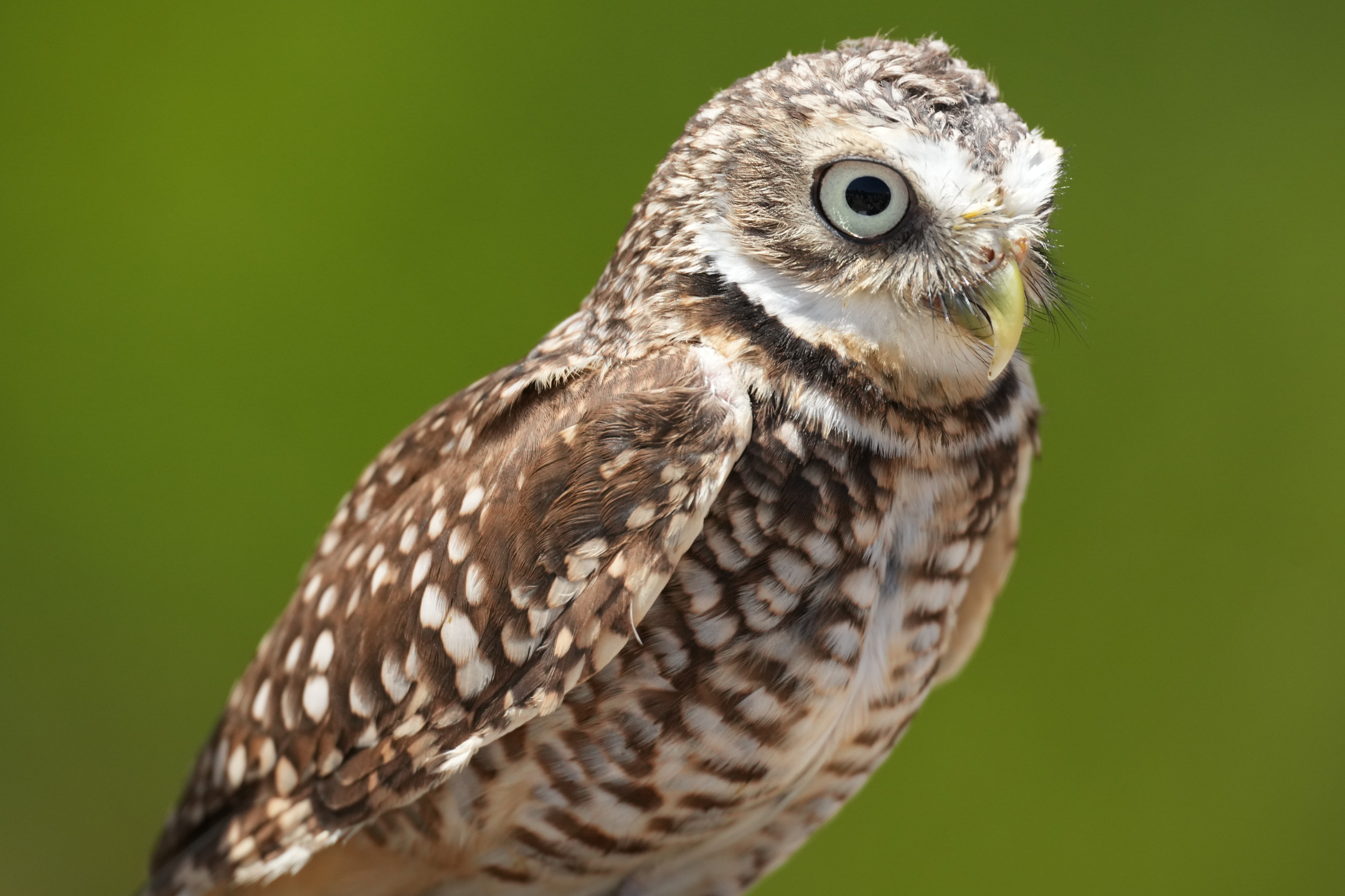 Burrowing Owl