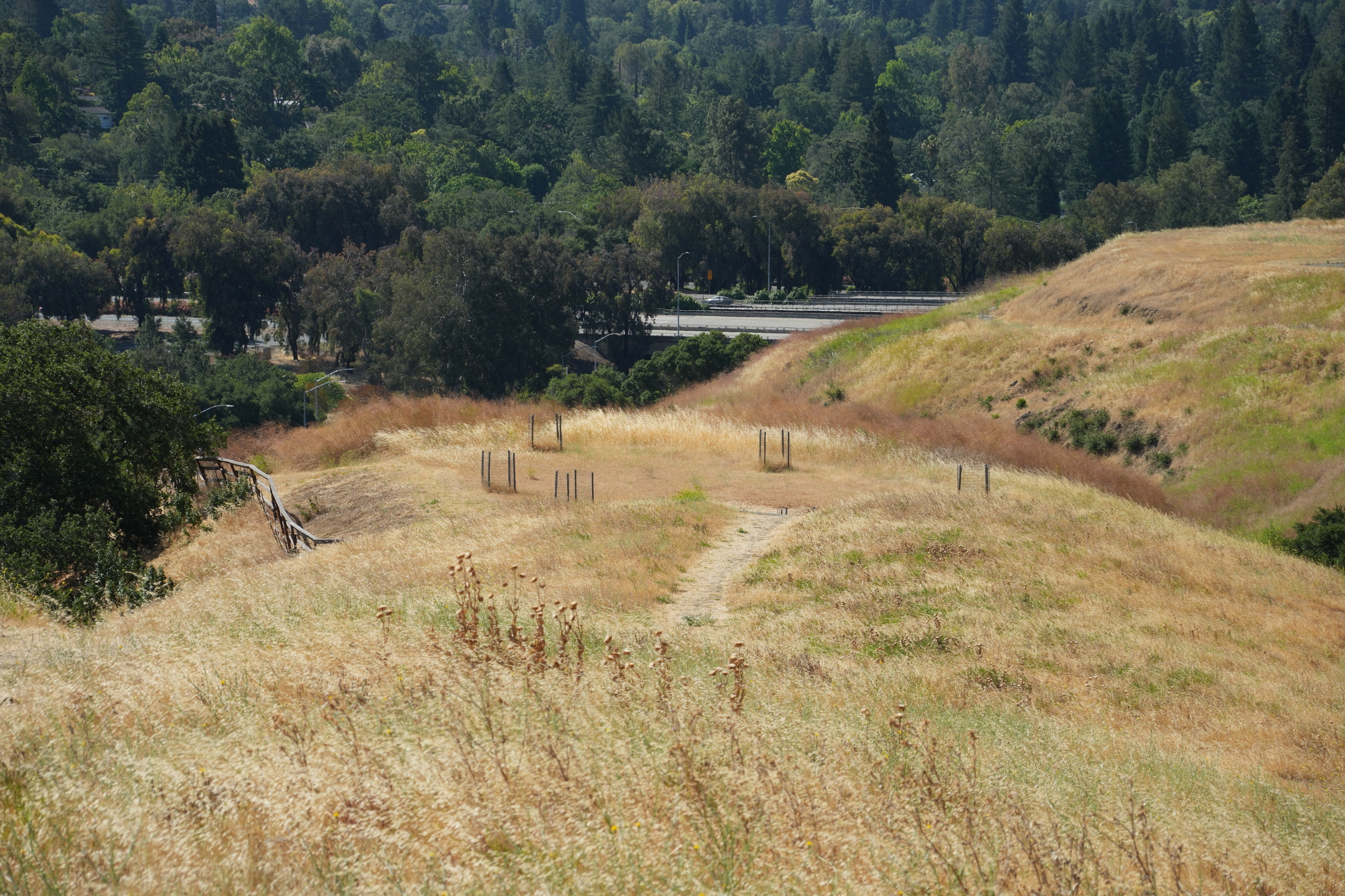 Briones Regional Park - Lafayette Ridge
