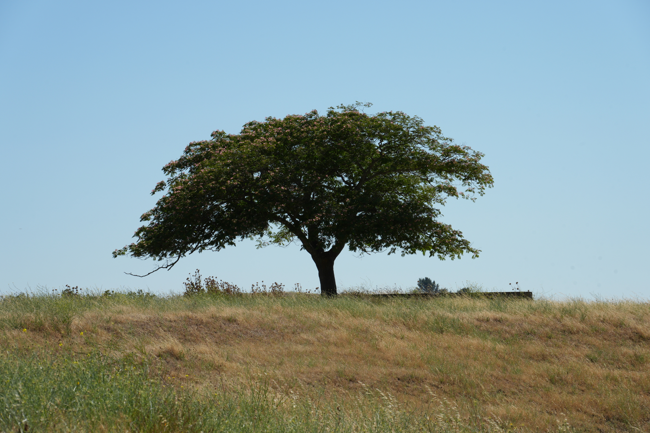 Briones Regional Park - Lafayette Ridge