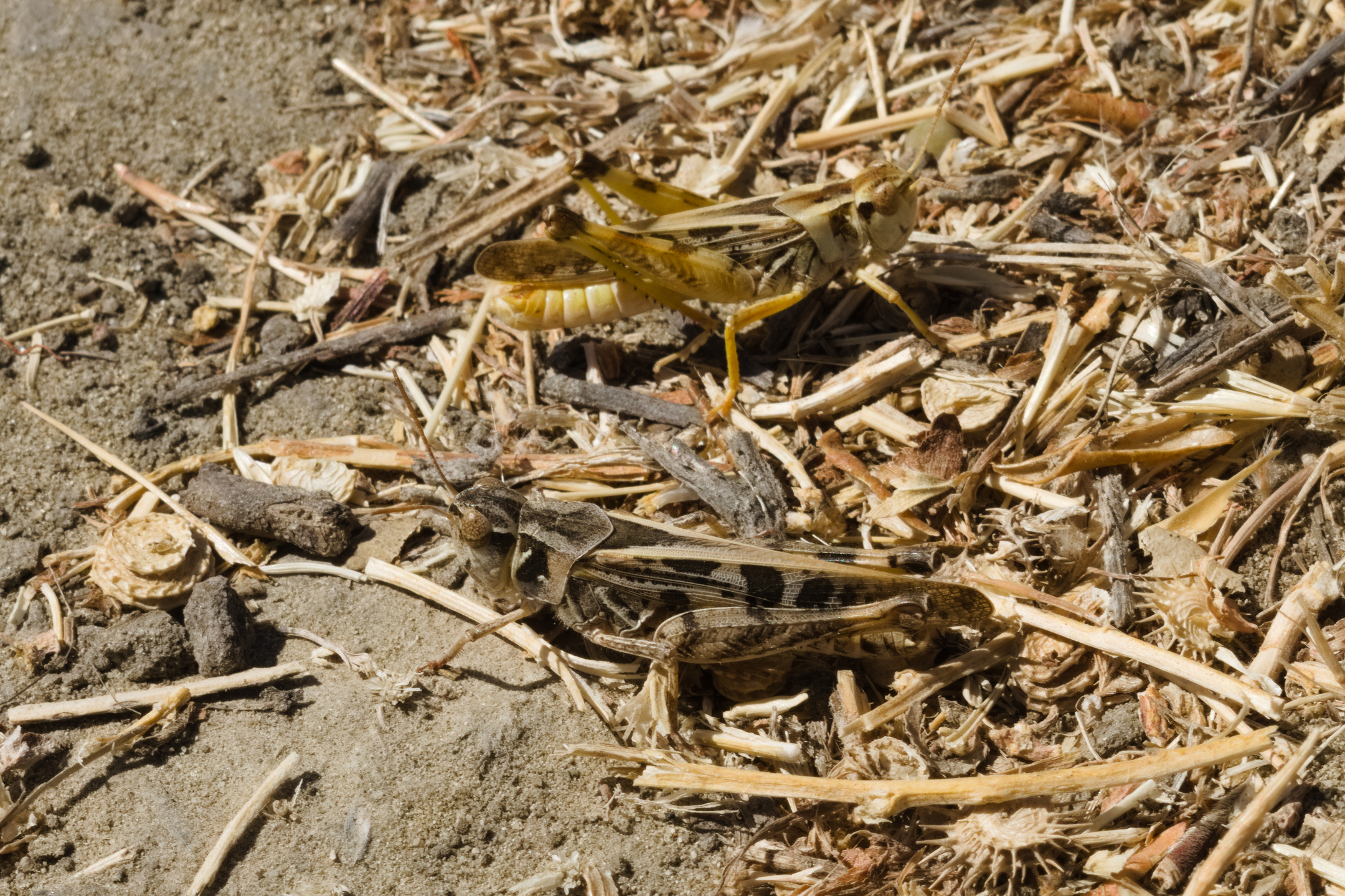 Briones Regional Park - Lafayette Ridge
