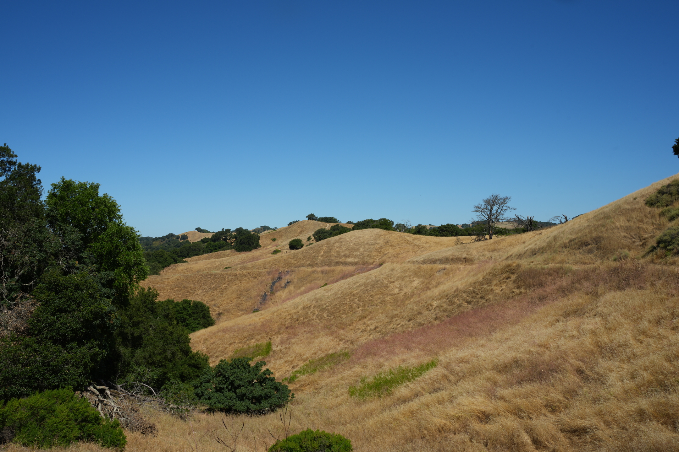Briones Regional Park - Lafayette Ridge