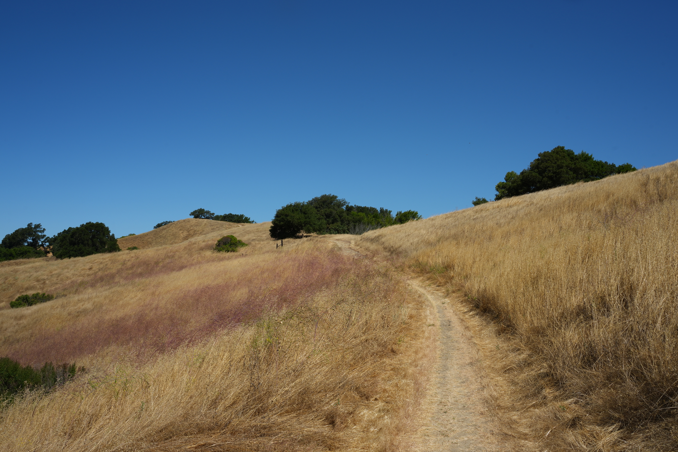 Briones Regional Park - Lafayette Ridge