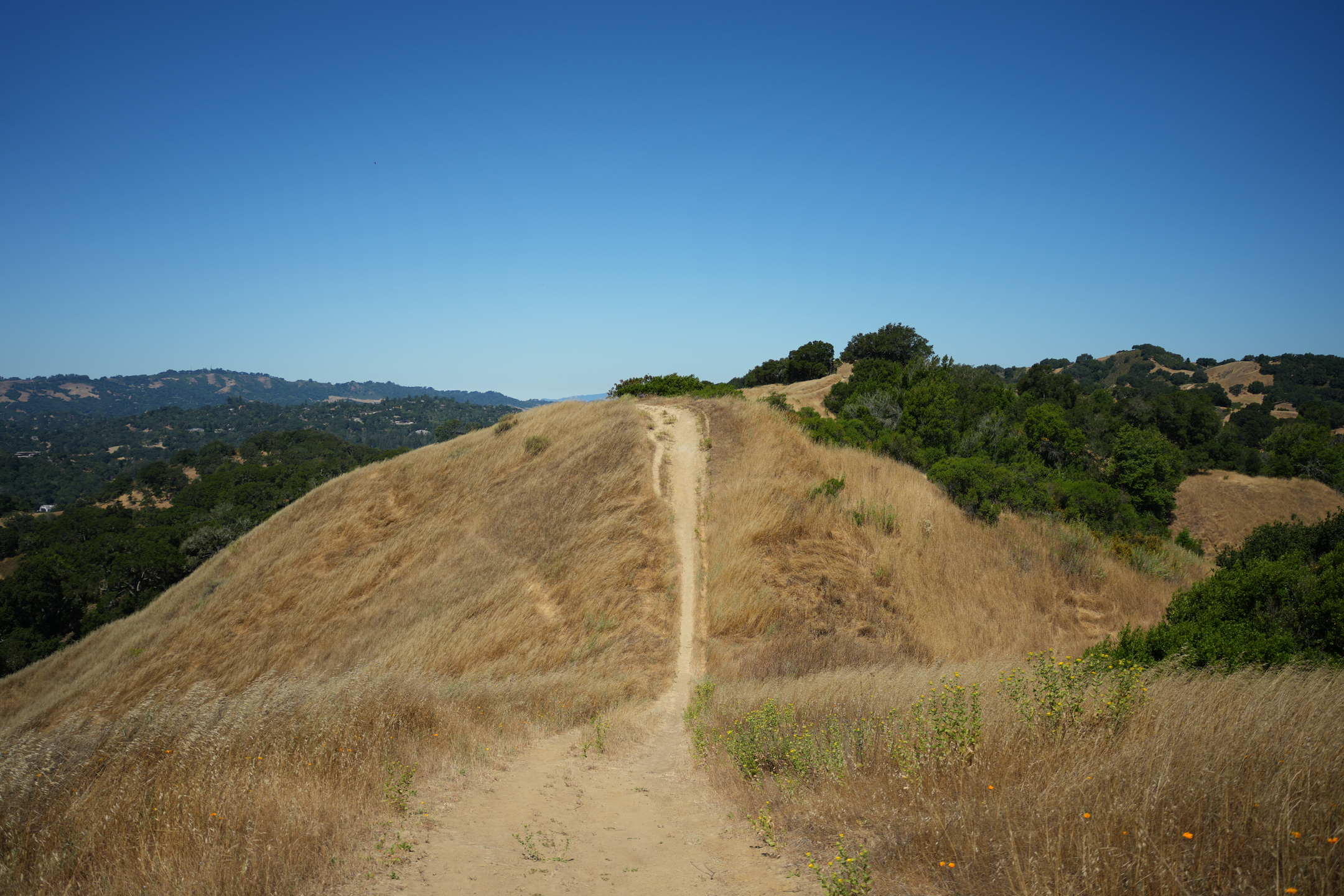 Briones Regional Park - Lafayette Ridge