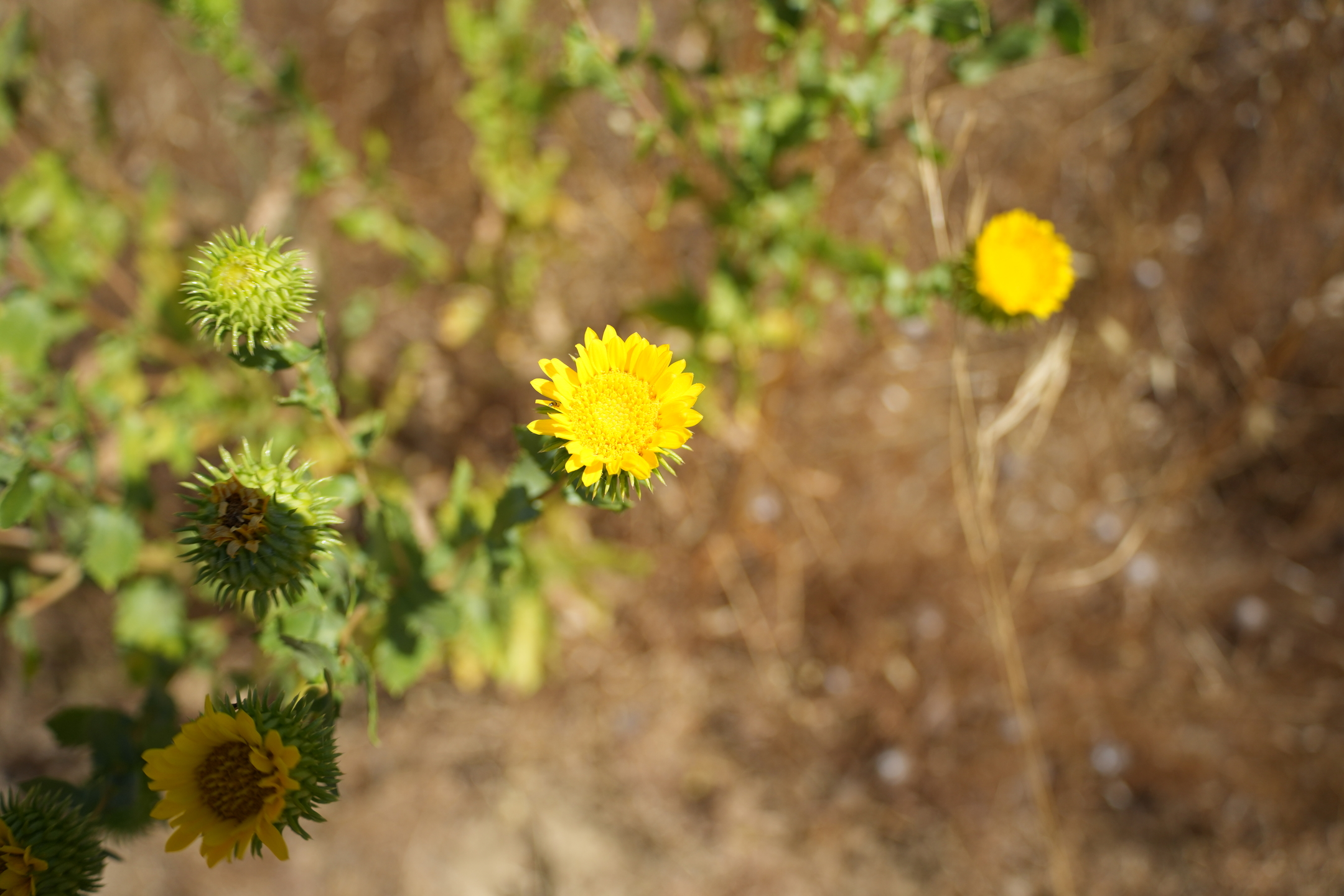 Briones Regional Park - Lafayette Ridge