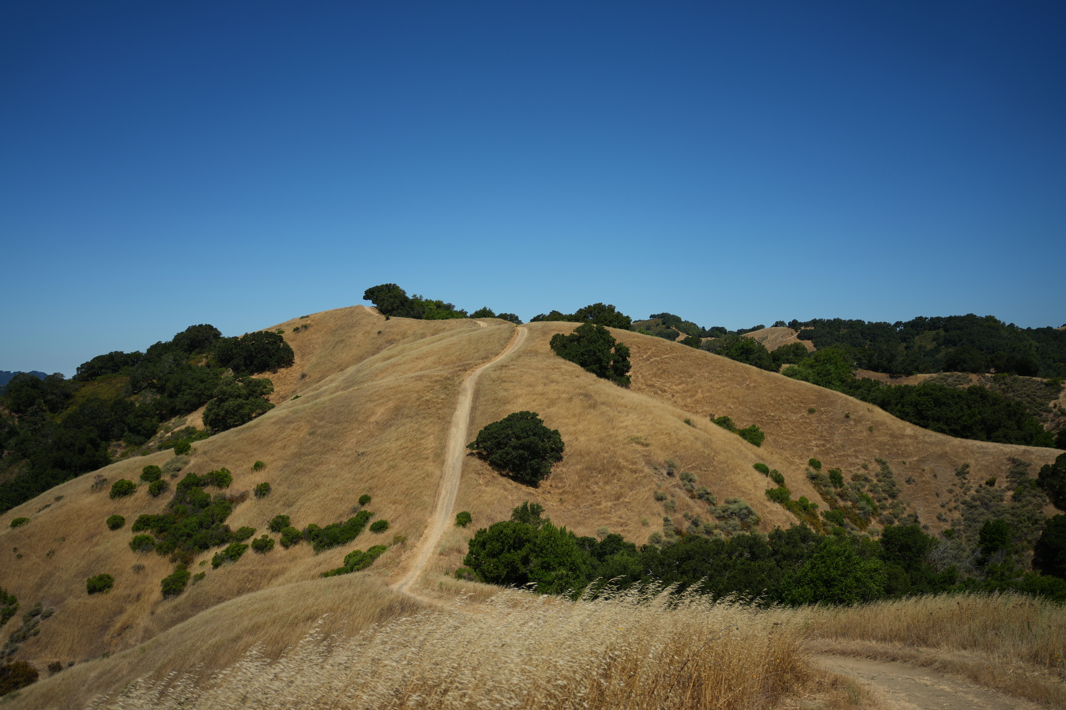 Briones Regional Park - Lafayette Ridge