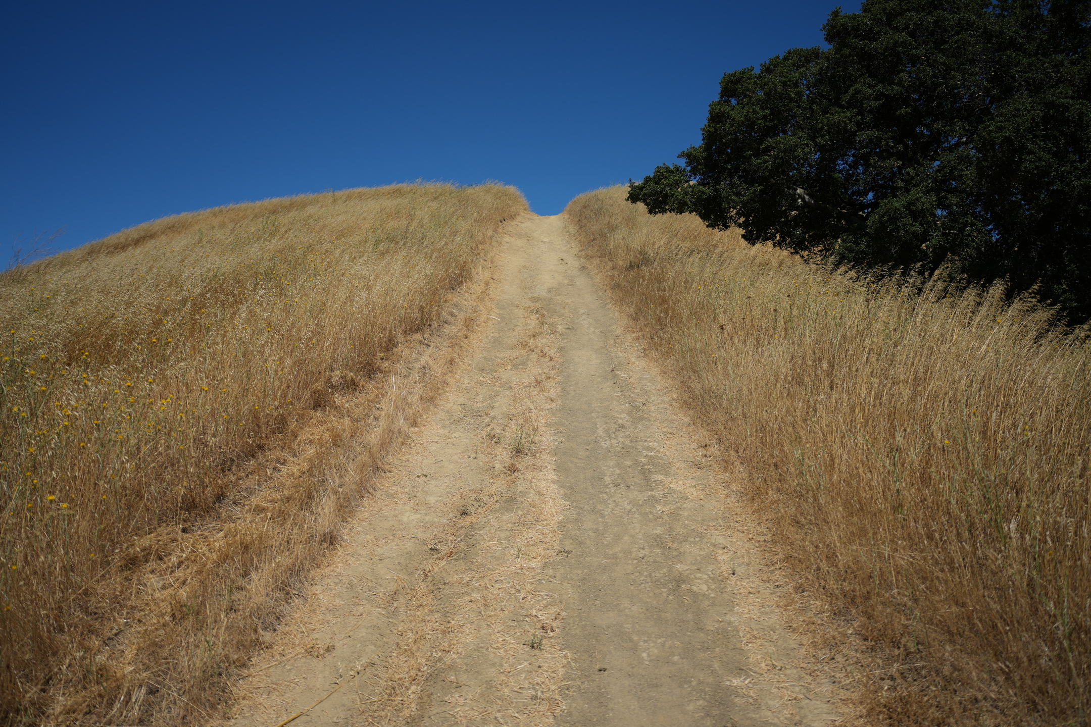 Briones Regional Park - Lafayette Ridge