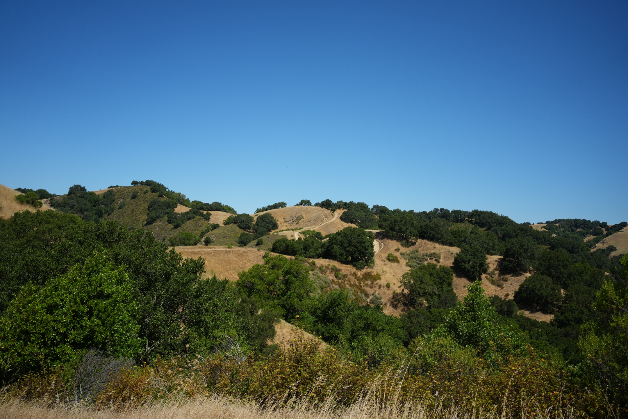Briones Regional Park - Lafayette Ridge