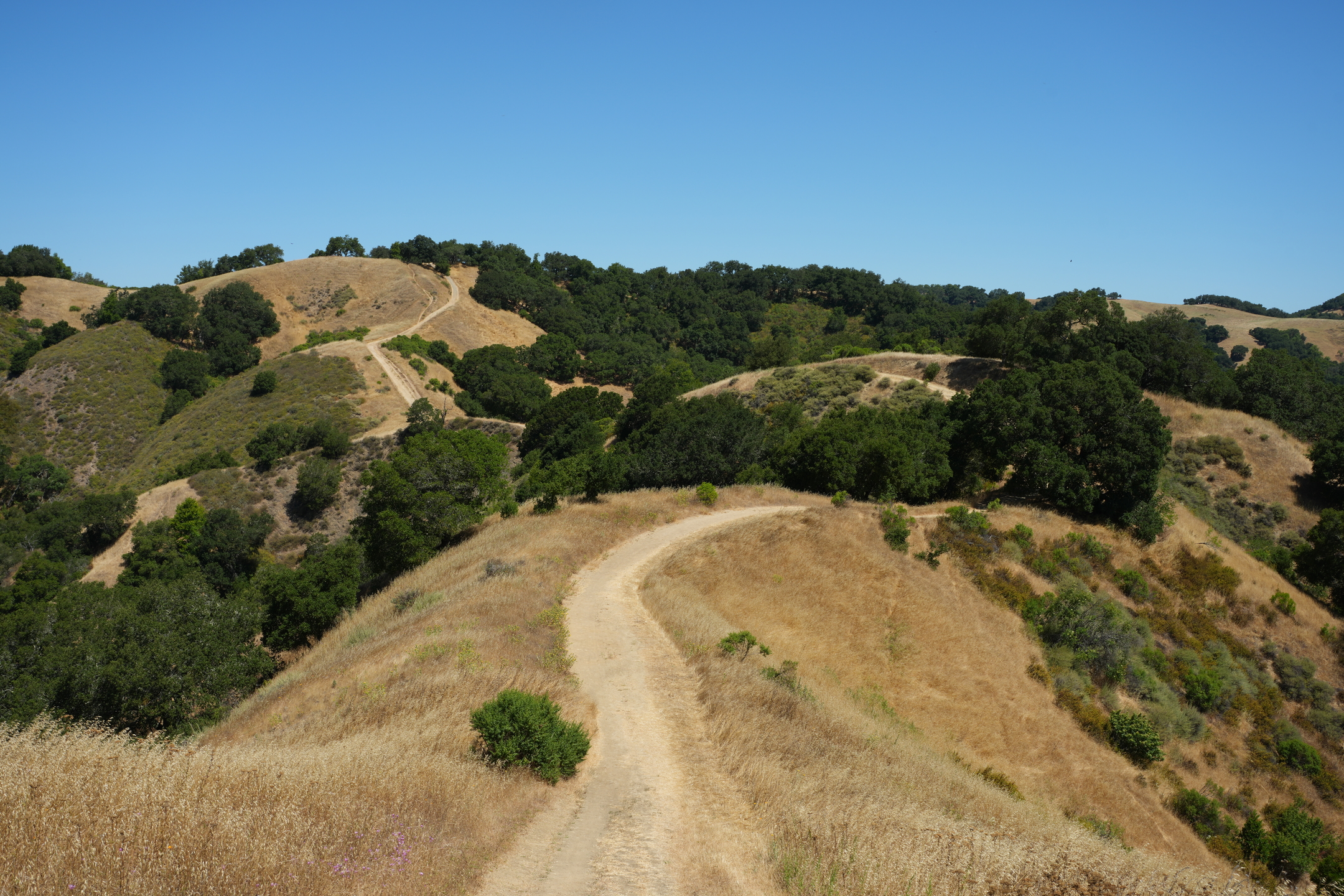 Briones Regional Park - Lafayette Ridge
