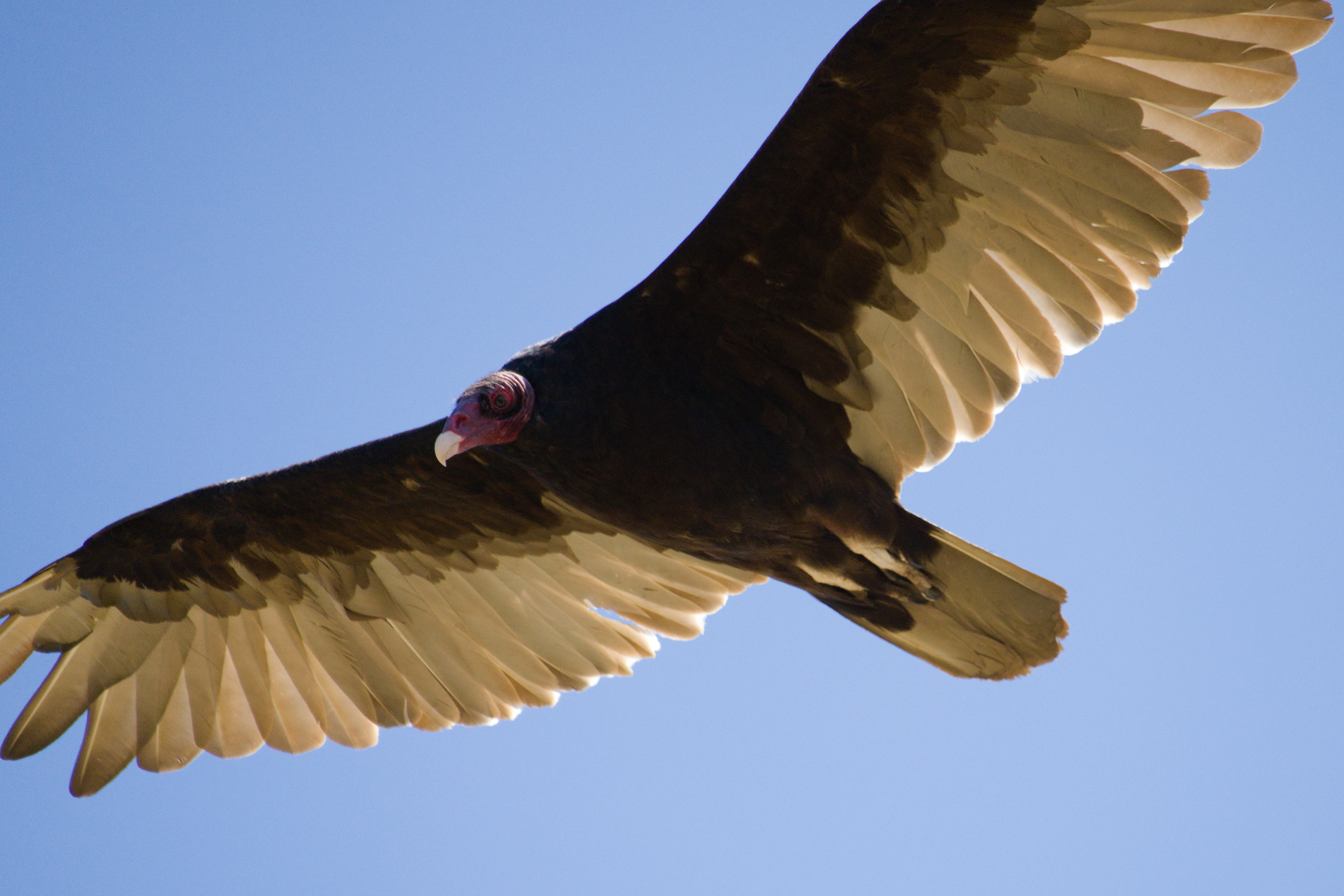 Briones Regional Park - Lafayette Ridge