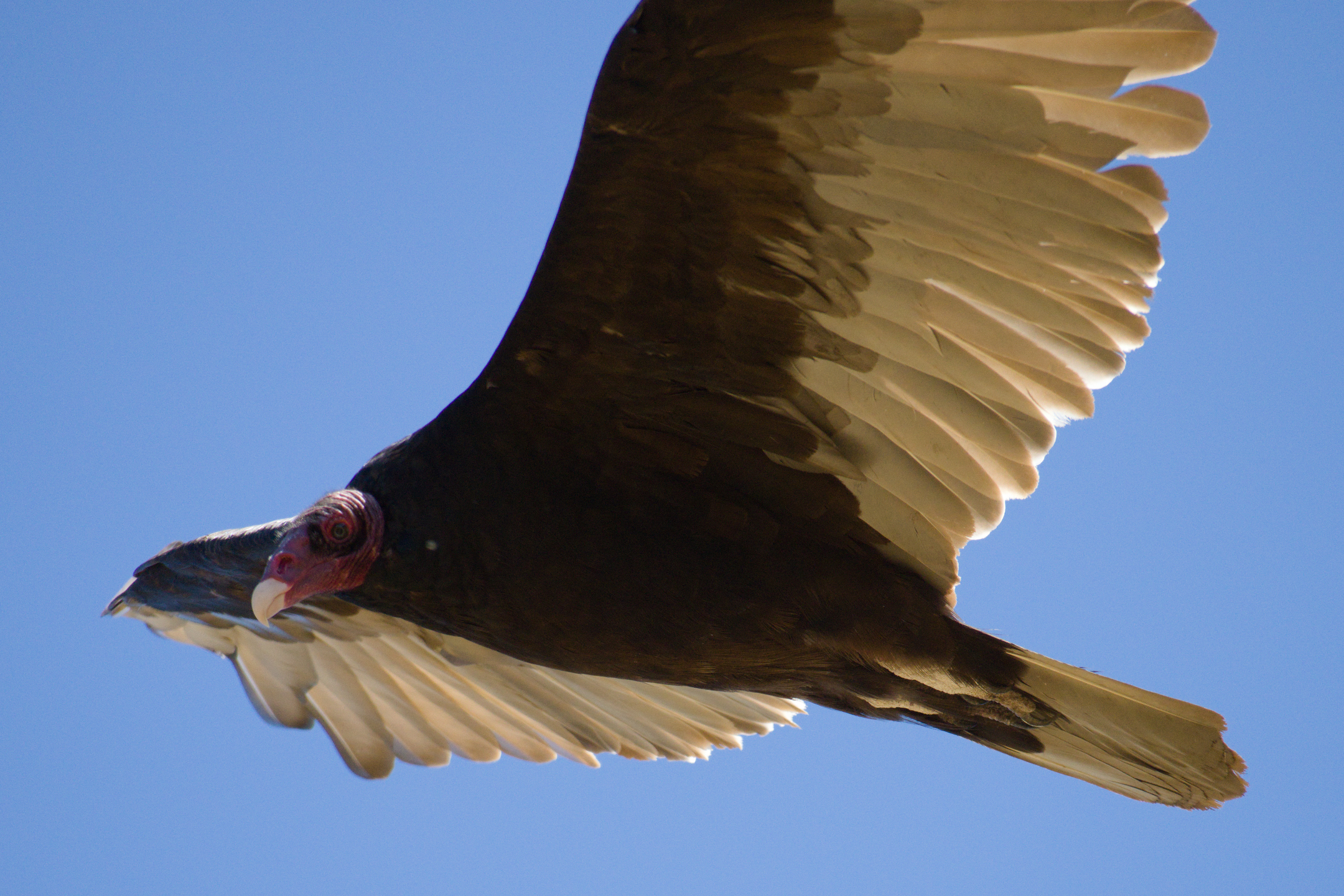 Briones Regional Park - Lafayette Ridge