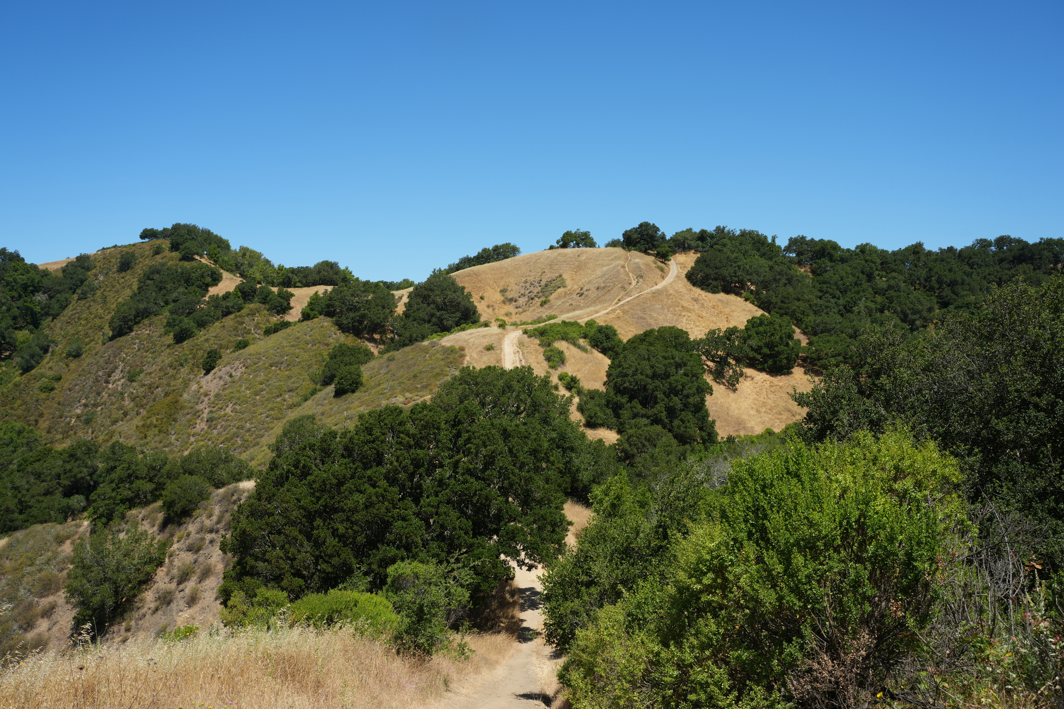 Briones Regional Park - Lafayette Ridge