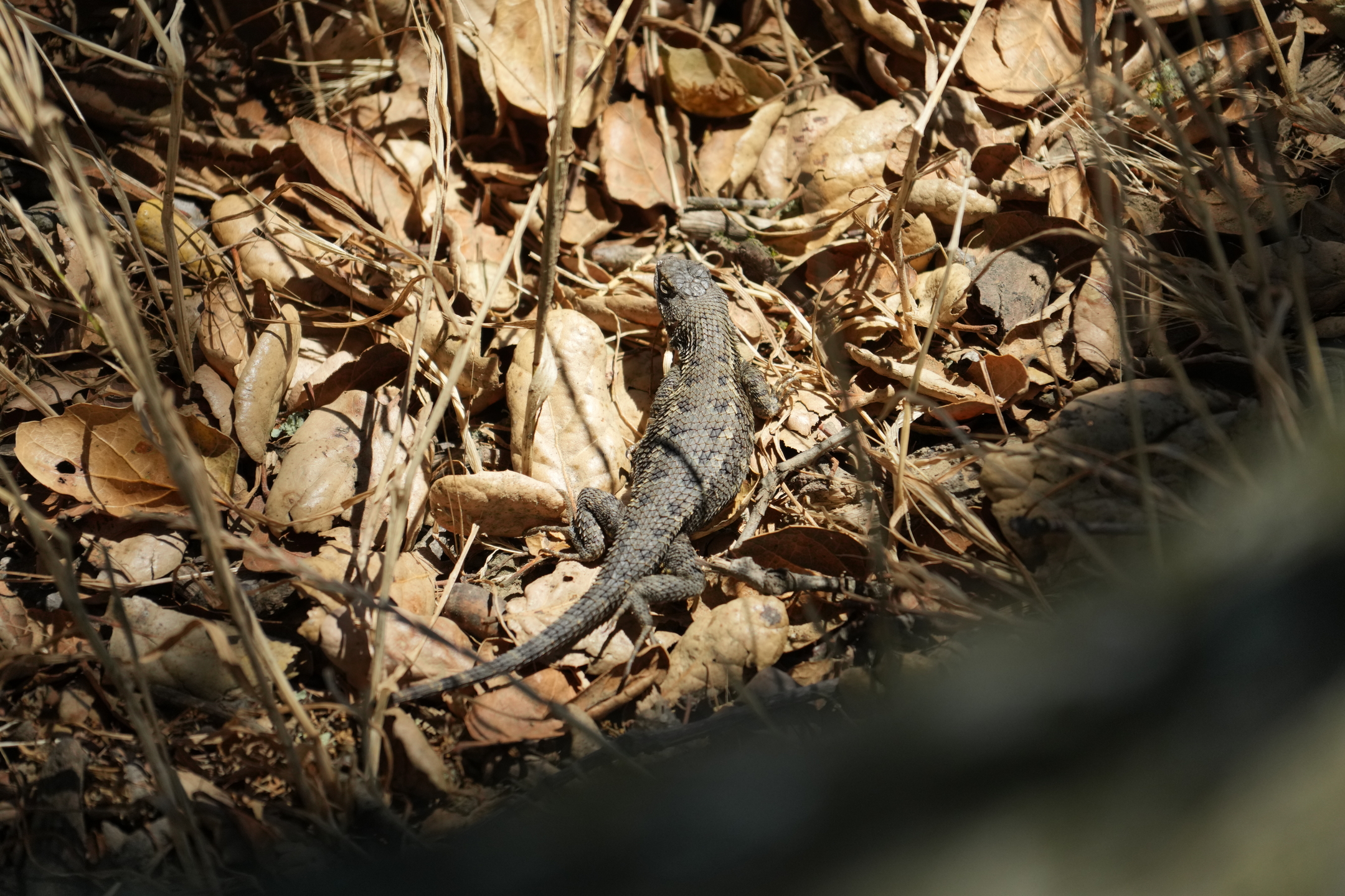 Briones Regional Park - Lafayette Ridge