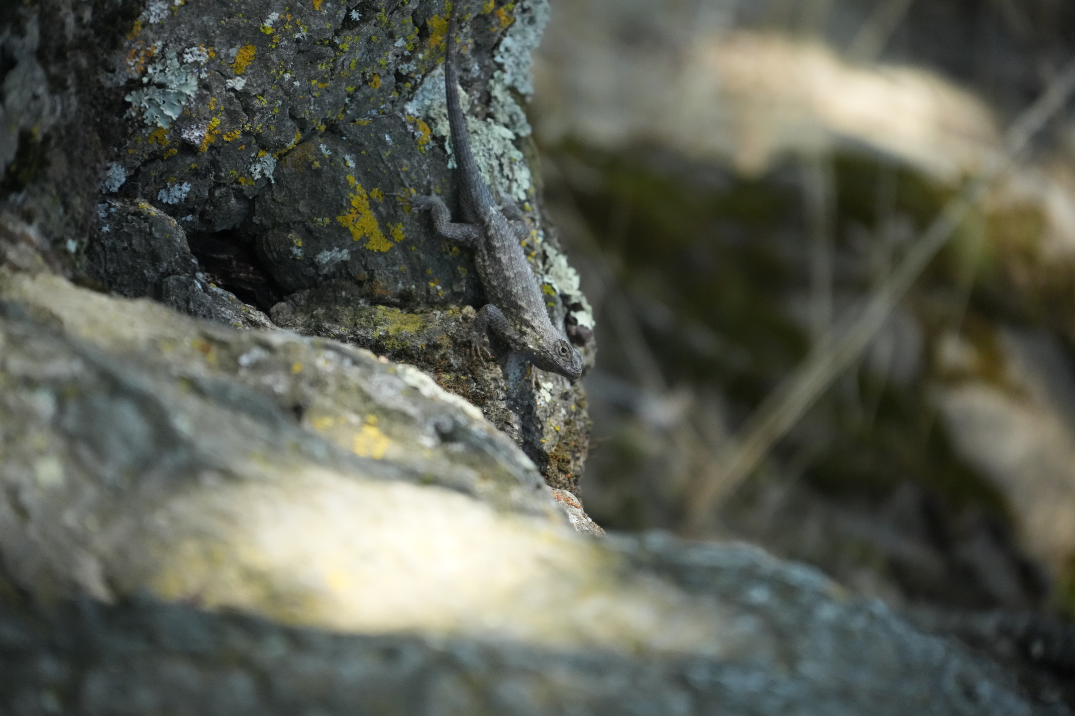 Briones Regional Park - Lafayette Ridge