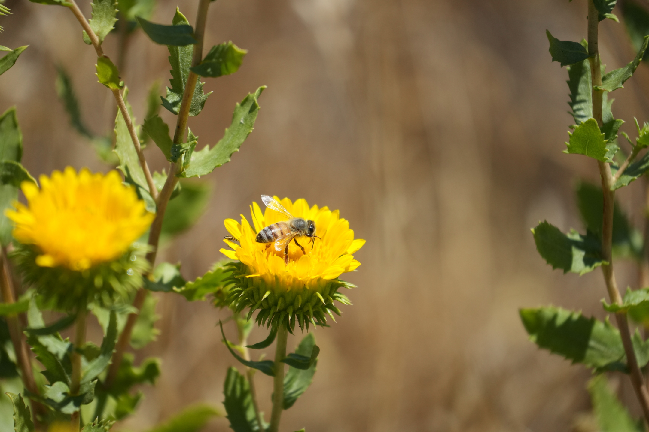 Briones Regional Park - Lafayette Ridge