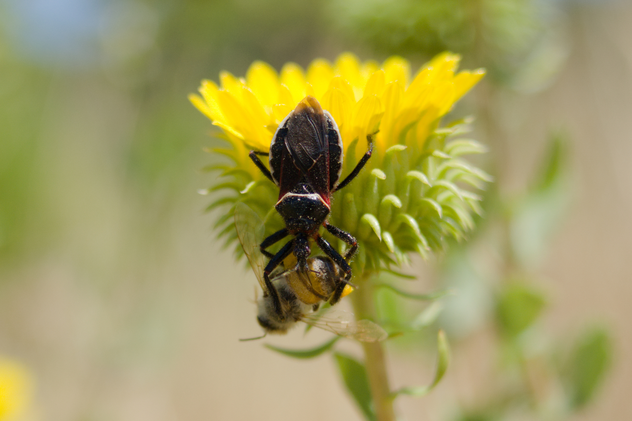 Briones Regional Park - Lafayette Ridge
