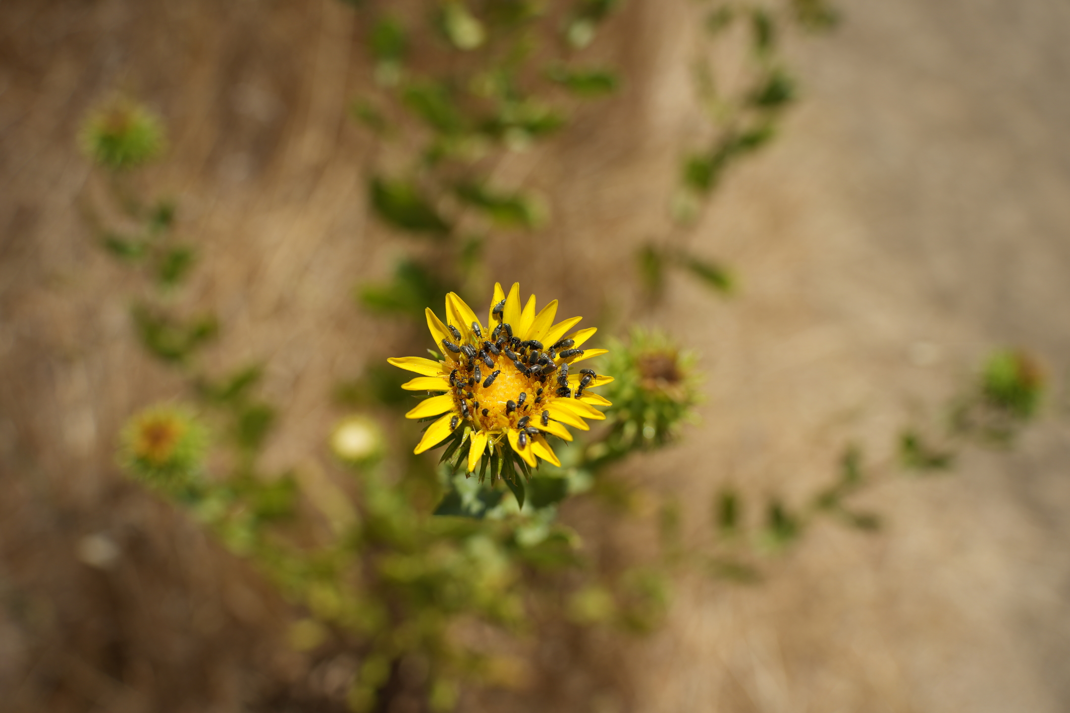 Briones Regional Park - Lafayette Ridge