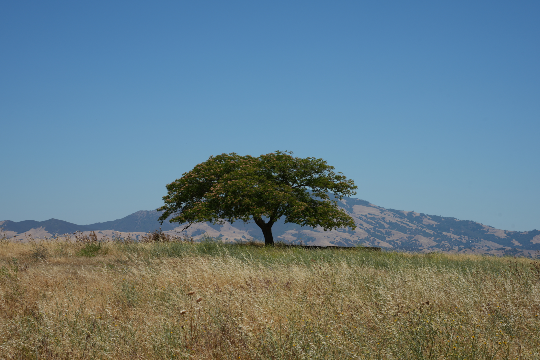Briones Regional Park - Lafayette Ridge