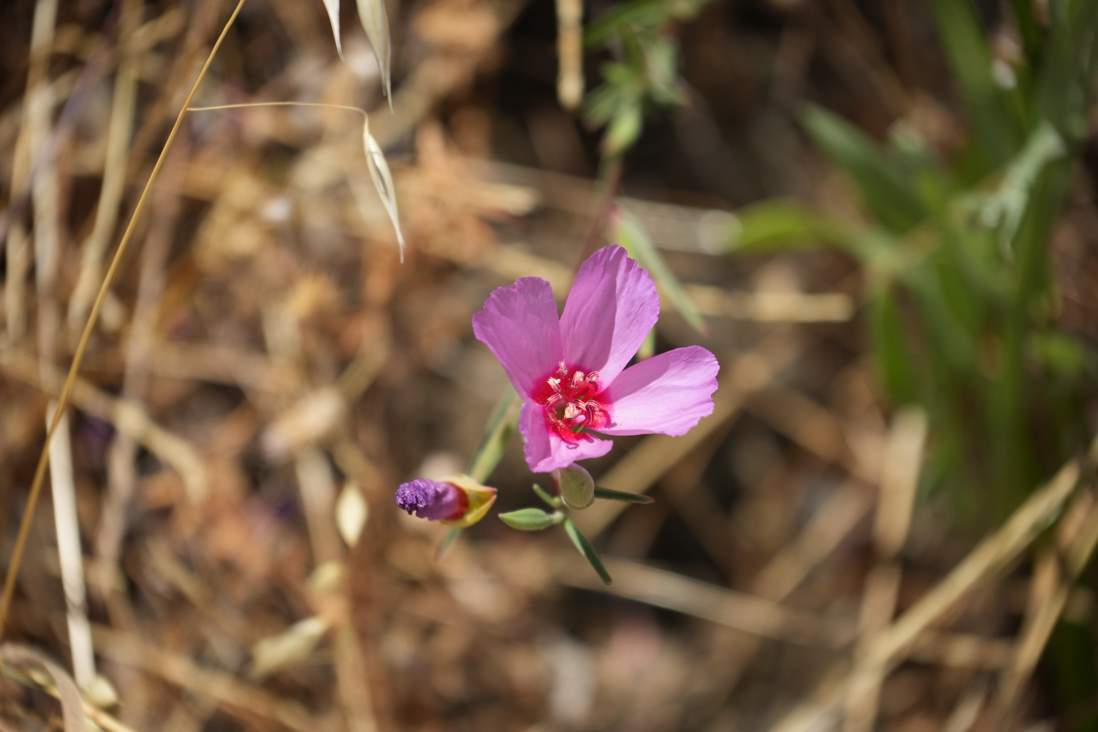 Briones Regional Park - Lafayette Ridge