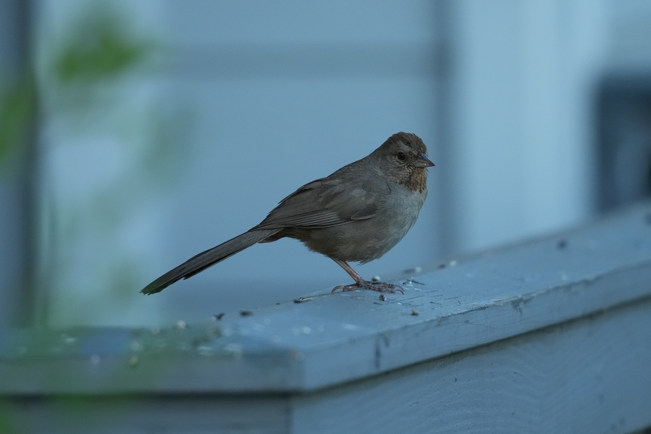 California Towhee