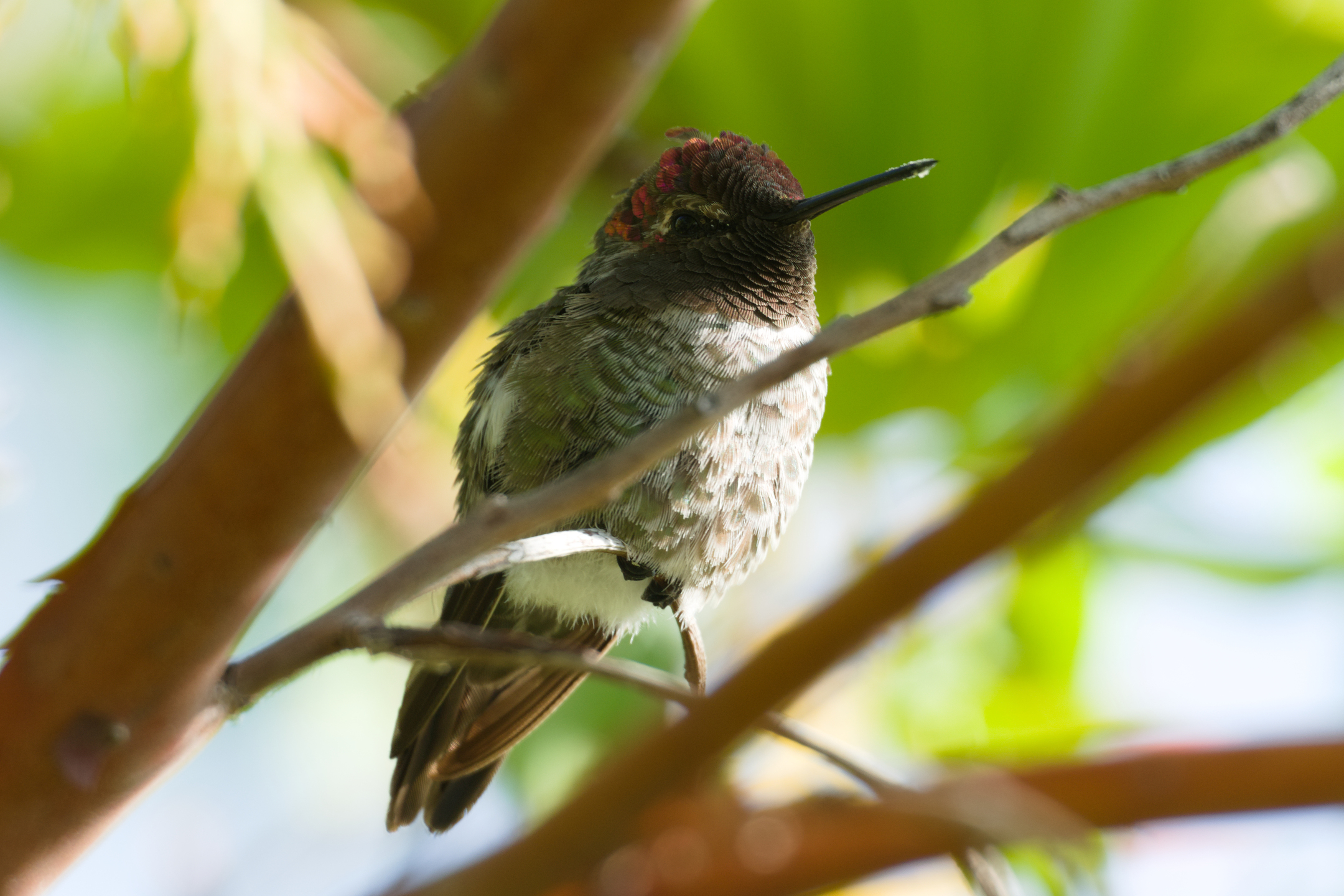 Anna’s Hummingbird