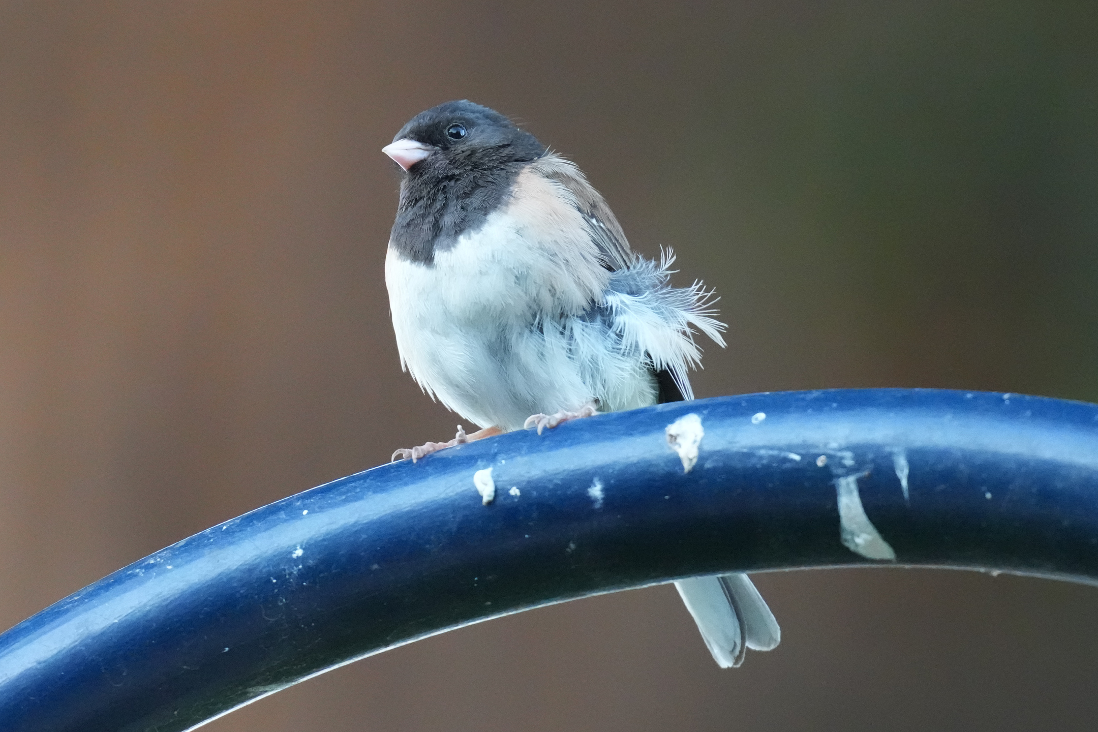 Dark-Eyed Junco