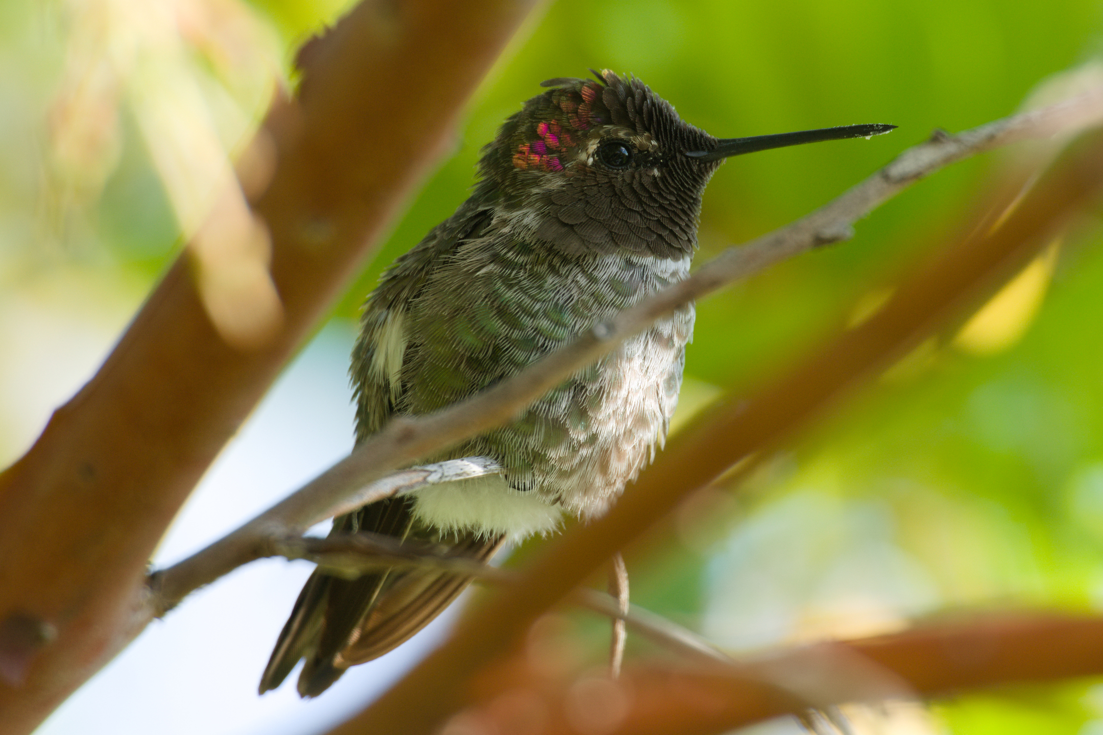 Anna’s Hummingbird