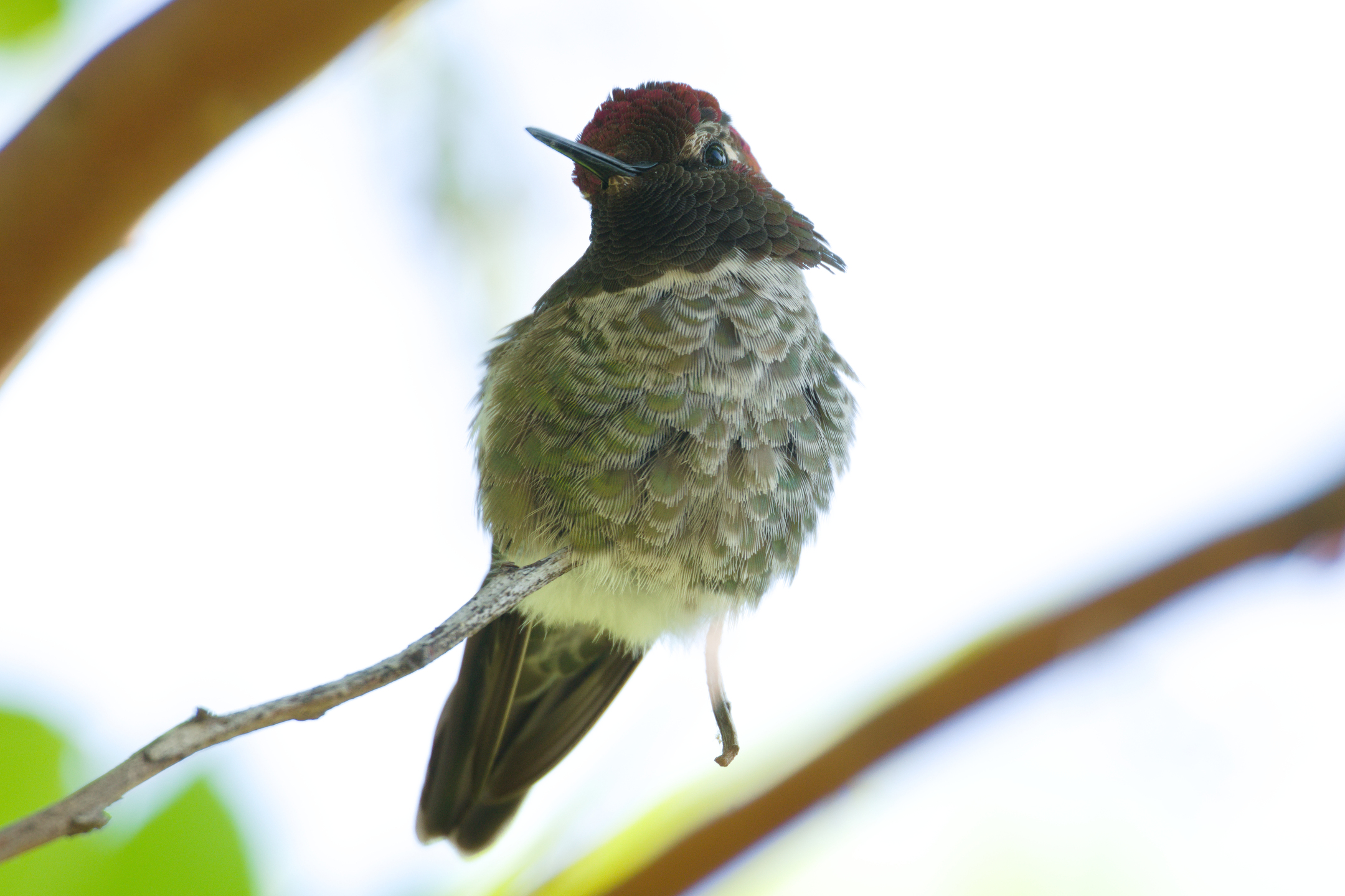 Anna’s Hummingbird