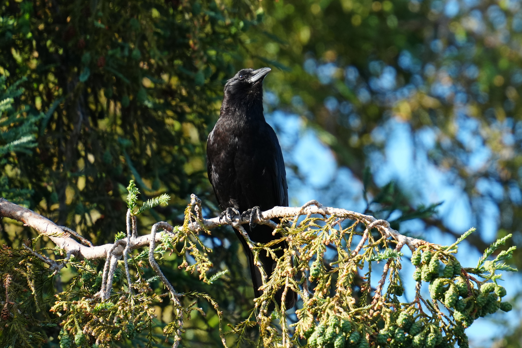 American Crow
