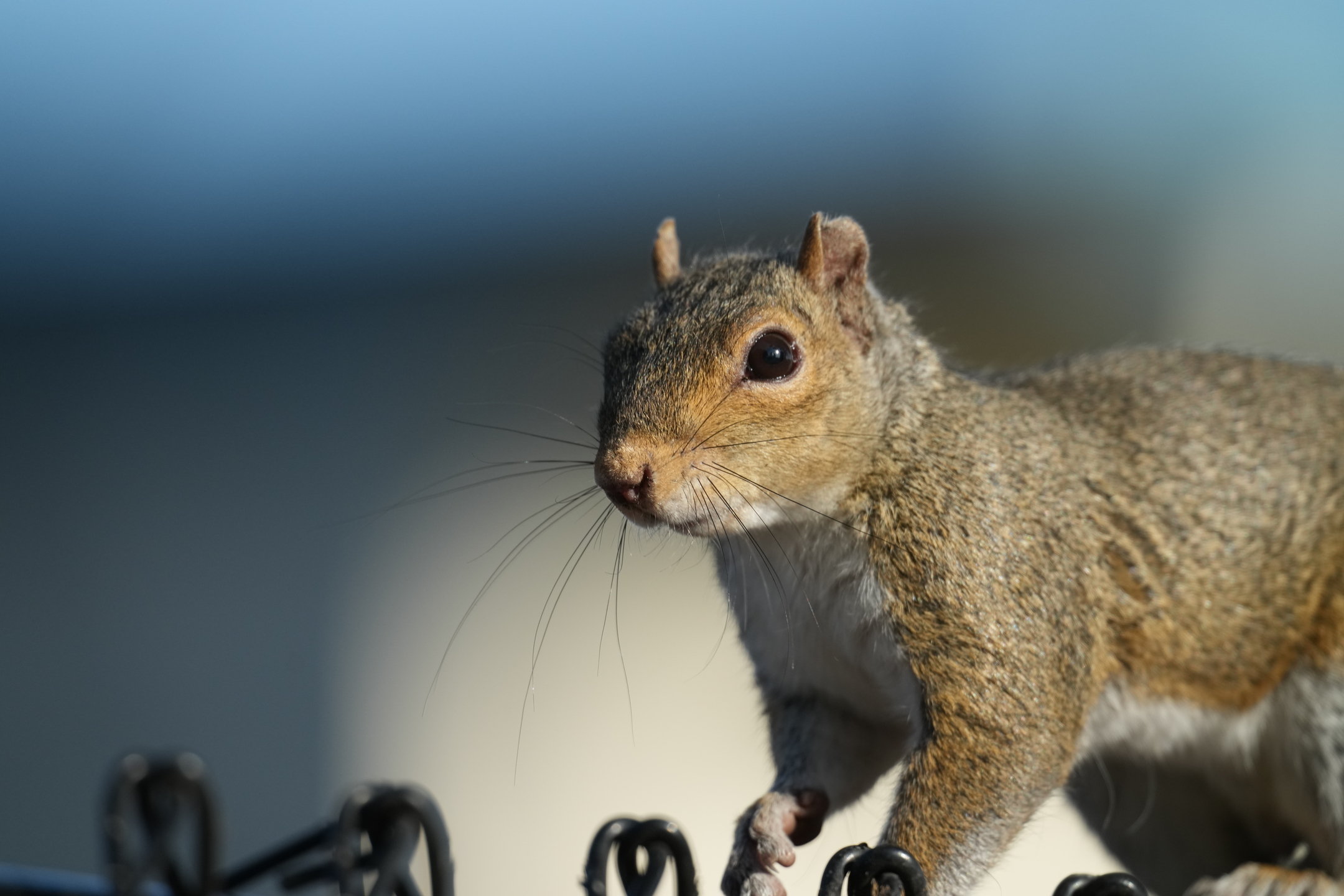 Eastern Gray Squirrel