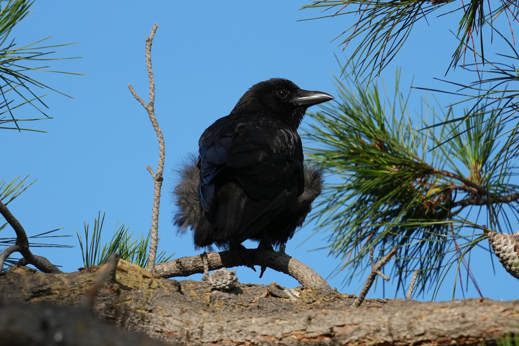 American Crow
