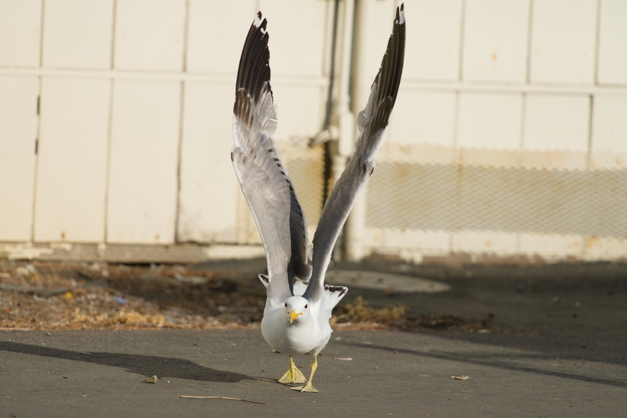 California Gull